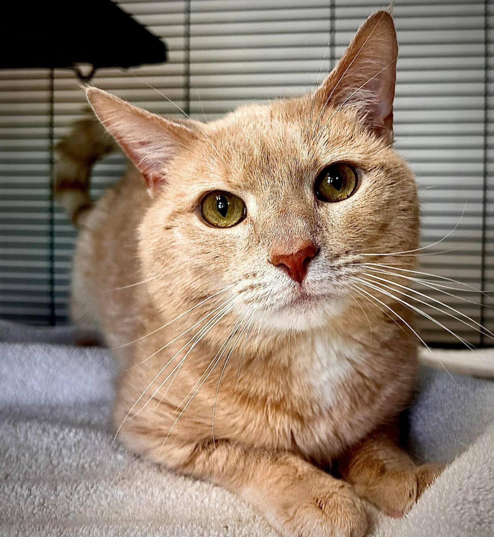 Cheese, a Adopted Domestic Short Hair in Gettysburg, PA image 3/3