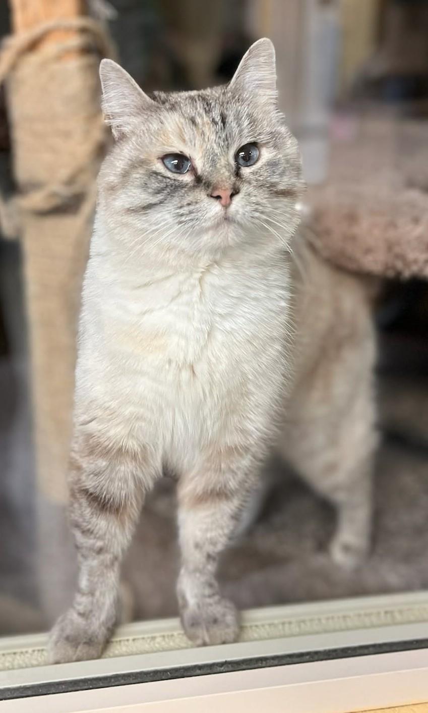 Izzy, adopted, Adult Female Domestic Short Hair.