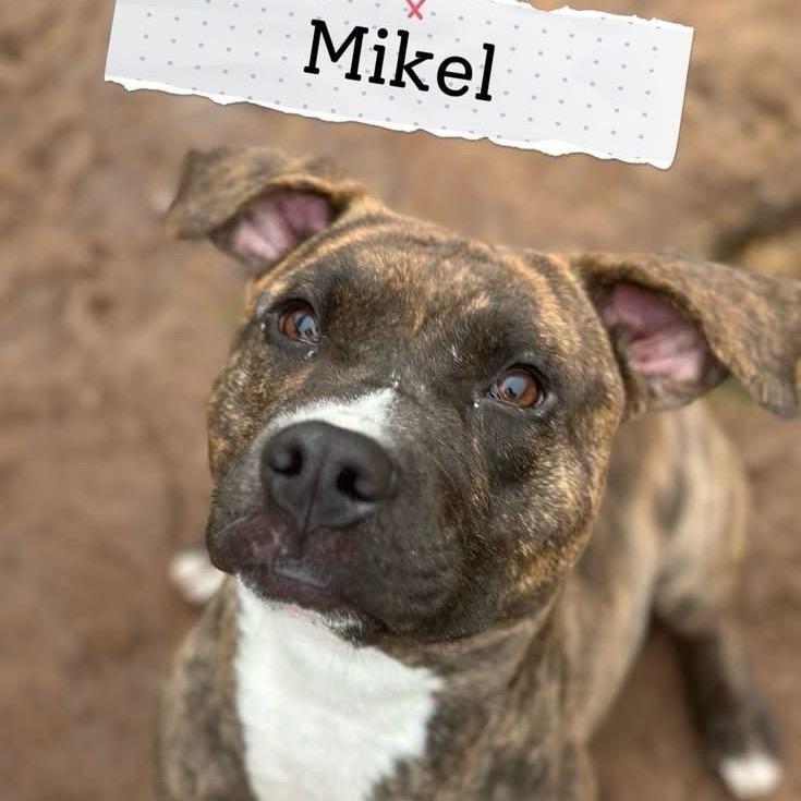 Enlarge Mikel, a Adoptable mixed breed in Sand Springs, OK image 1/6