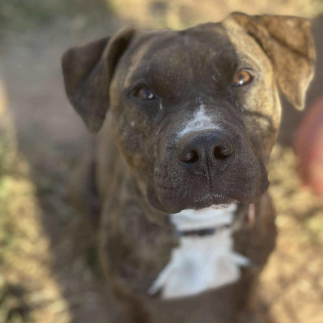 Enlarge Mikel, a Adoptable mixed breed in Sand Springs, OK image 2/6