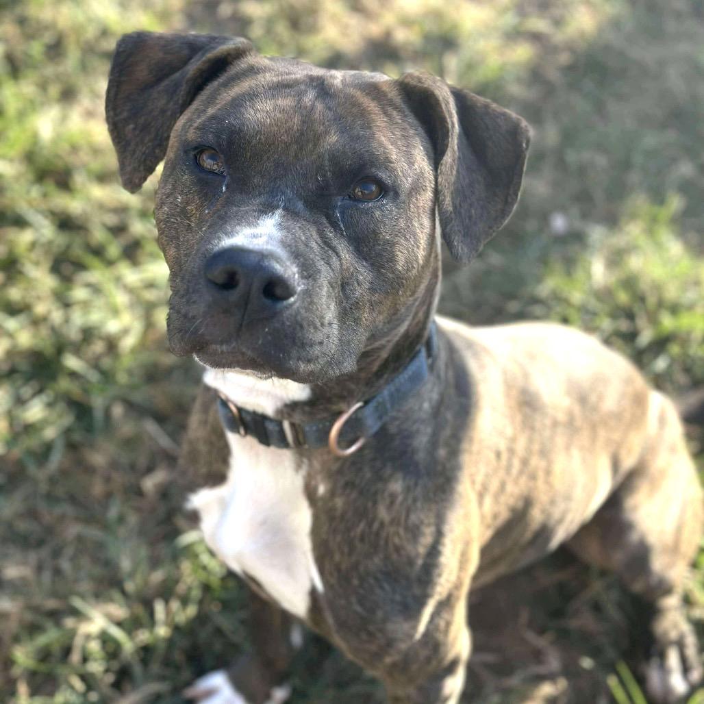 Enlarge Mikel, a Adoptable mixed breed in Sand Springs, OK image 3/6