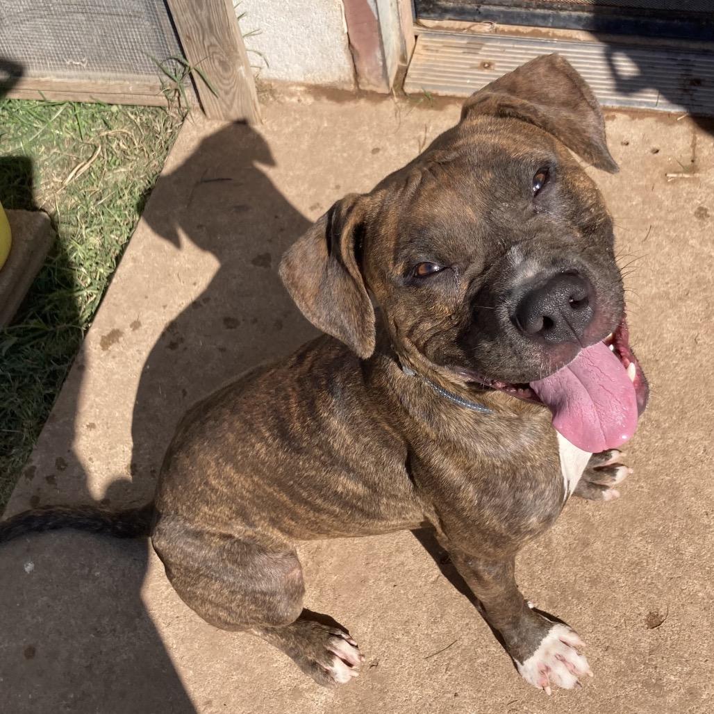 Enlarge Mikel, a Adoptable mixed breed in Sand Springs, OK image 4/6