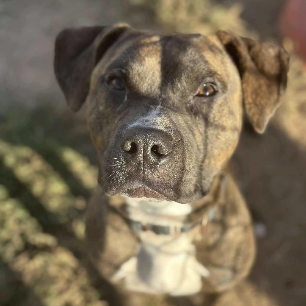 Enlarge Mikel, a Adoptable mixed breed in Sand Springs, OK image 5/6