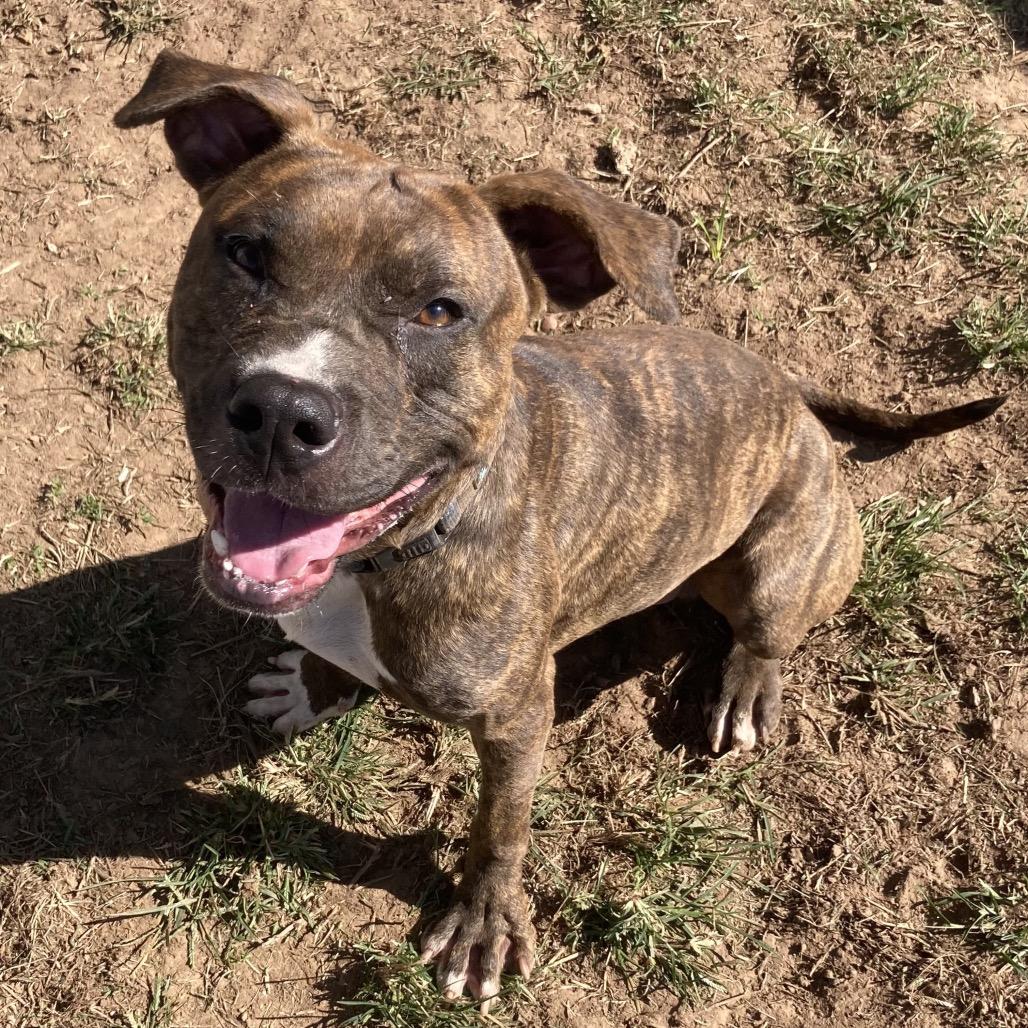 Enlarge Mikel, a Adoptable mixed breed in Sand Springs, OK image 6/6