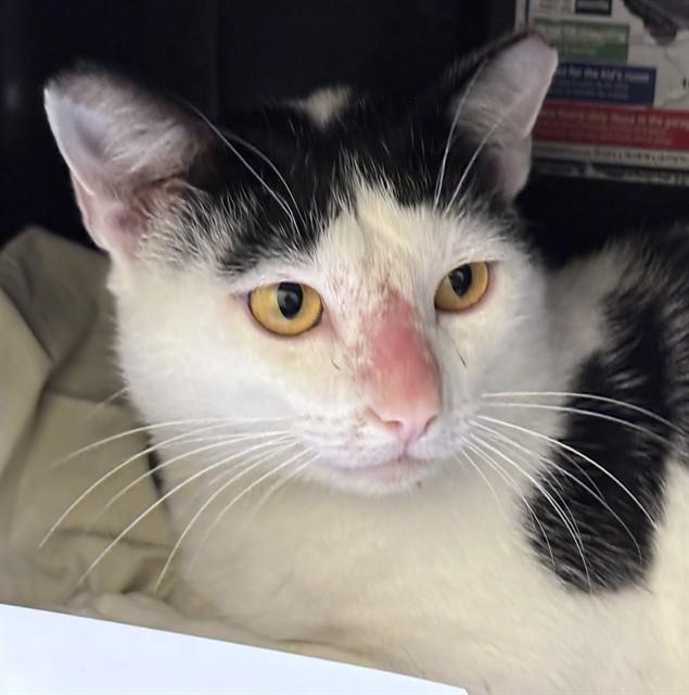 LARK, Adoptable, Adult Male Domestic Short Hair.