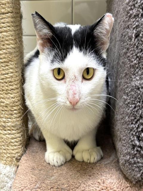 Enlarge LARK, a Adoptable Domestic Short Hair in Dedham, MA image 1/1