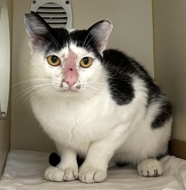 LARK, Adoptable, Adult Male Domestic Short Hair.