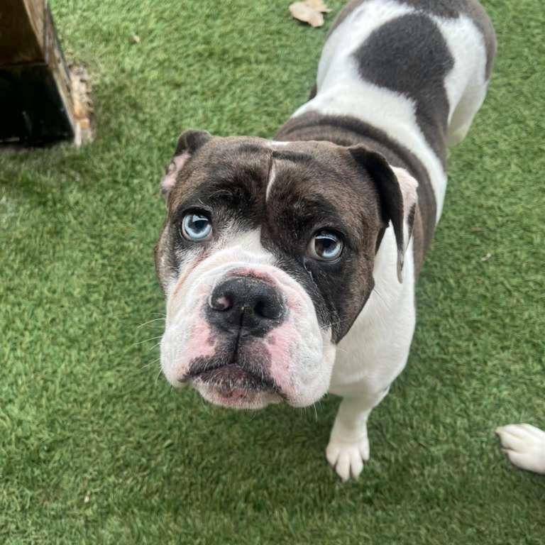 Stormi, Adoptable, Adult Female English Bulldog.