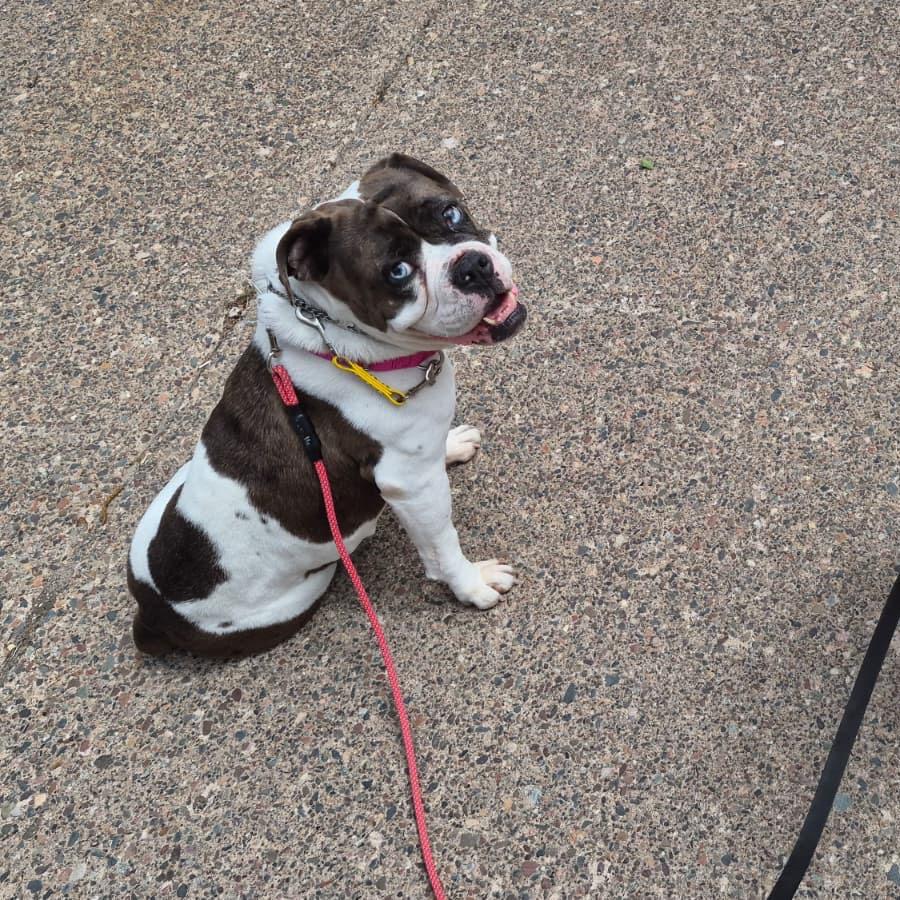 Enlarge Stormi, a Adoptable English Bulldog in Blaine, MN image 2/4