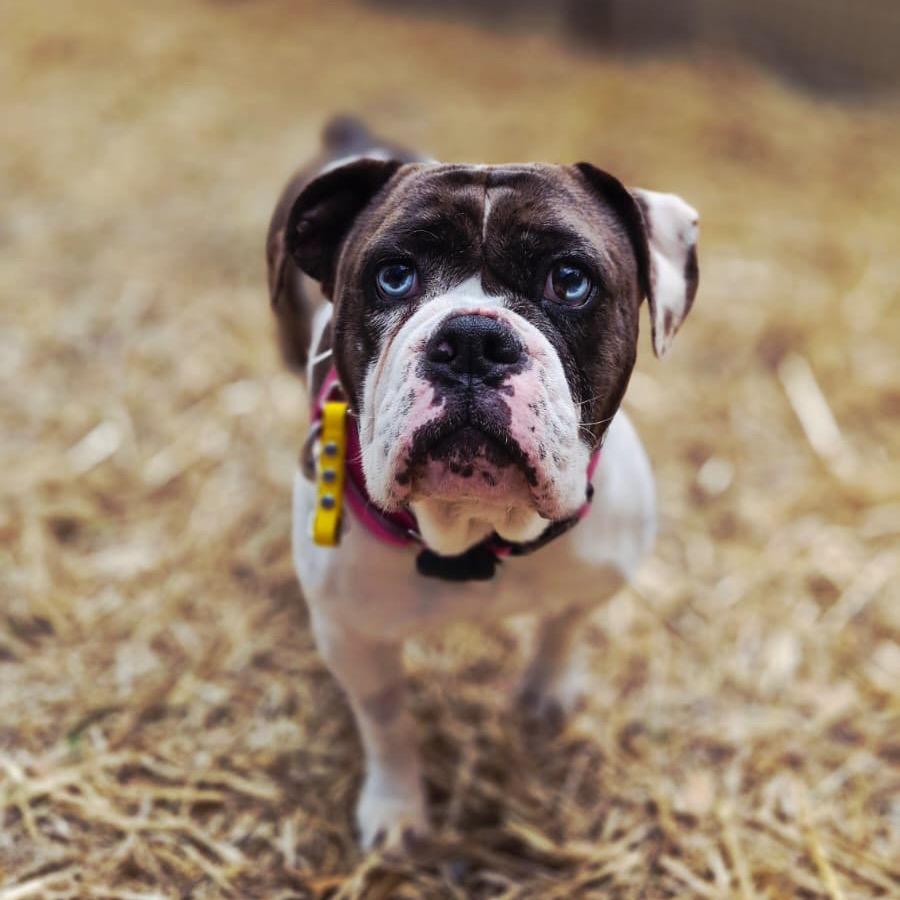 Enlarge Stormi, a Adoptable English Bulldog in Blaine, MN image 3/4