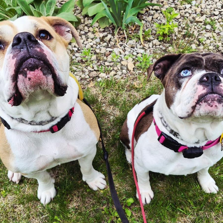 Enlarge Stormi, a Adoptable English Bulldog in Blaine, MN image 2/2