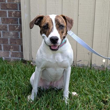 Mochi, Adoptable, Adult Female Plott Hound & Mixed Breed.