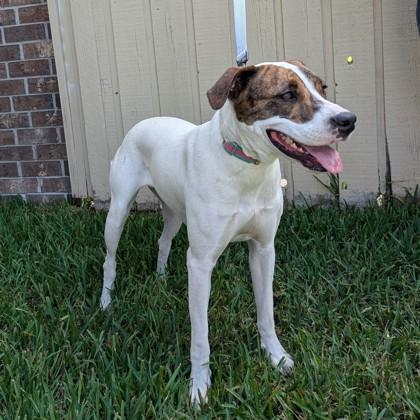 Mochi, a Adoptable mixed breed in Savannah, GA image 2/3