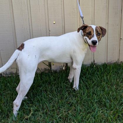 Mochi, a Adoptable mixed breed in Savannah, GA image 3/3