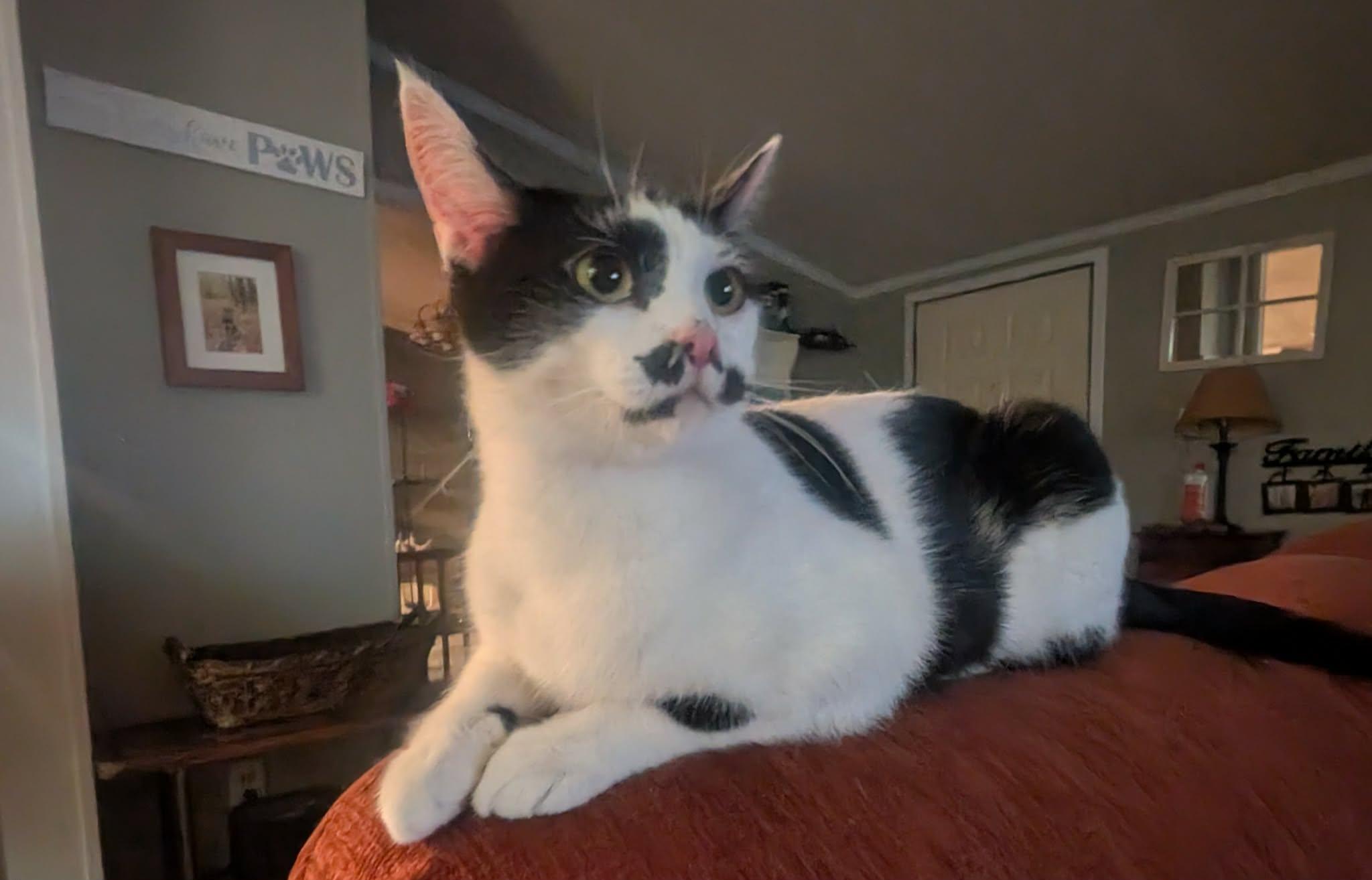 Rumble, adopted, Adult Female Domestic Short Hair.
