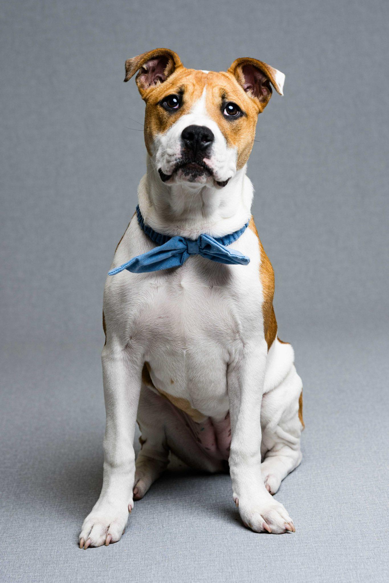 Clover, a ADOPTABLE mixed breed in Oregon, OH image 1/2