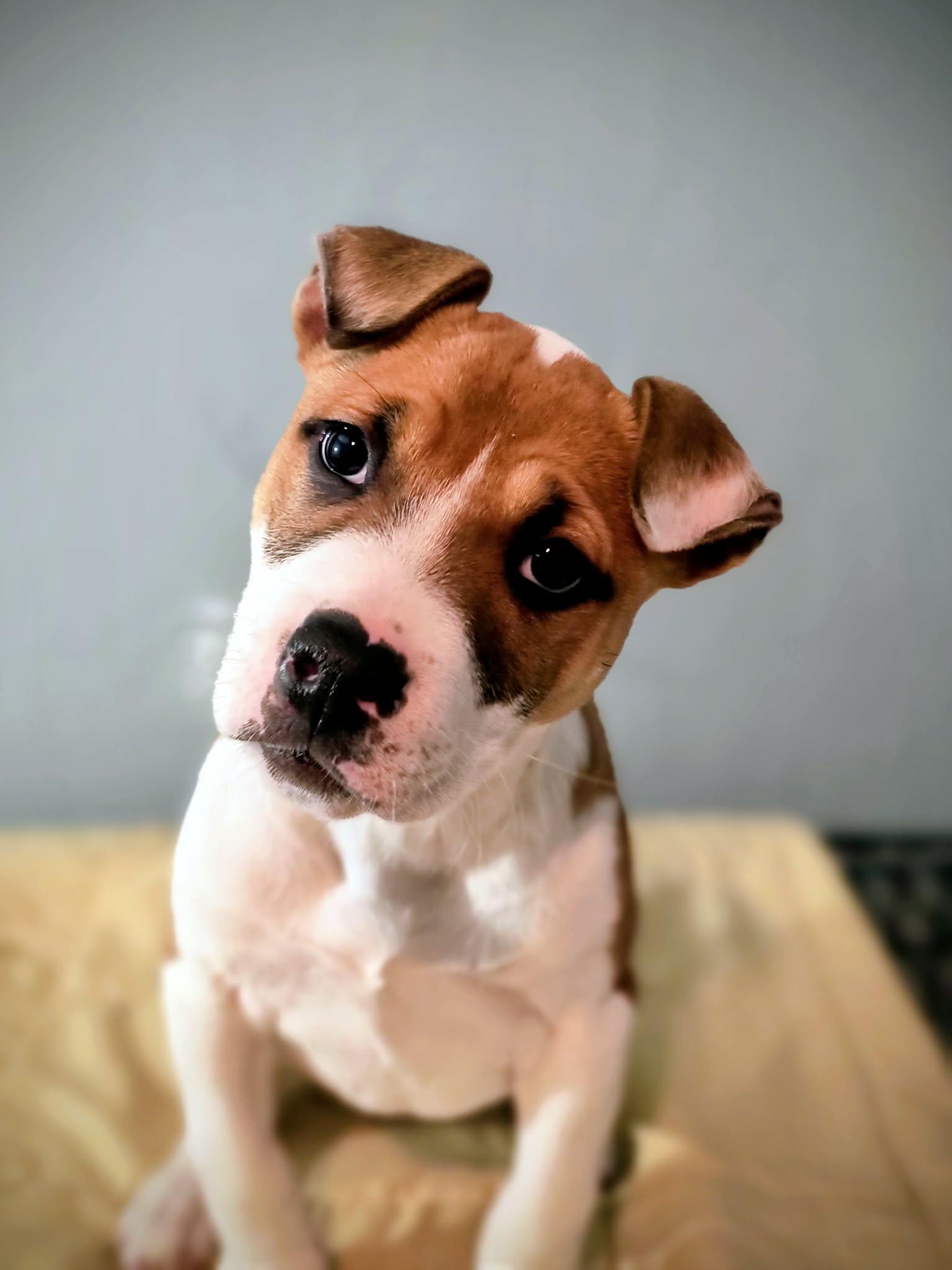 Clover, ADOPTABLE, Puppy Female Mixed Breed.