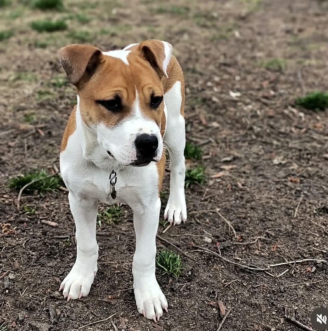 Enlarge Clover, a ADOPTABLE mixed breed in Oregon, OH image 1/3