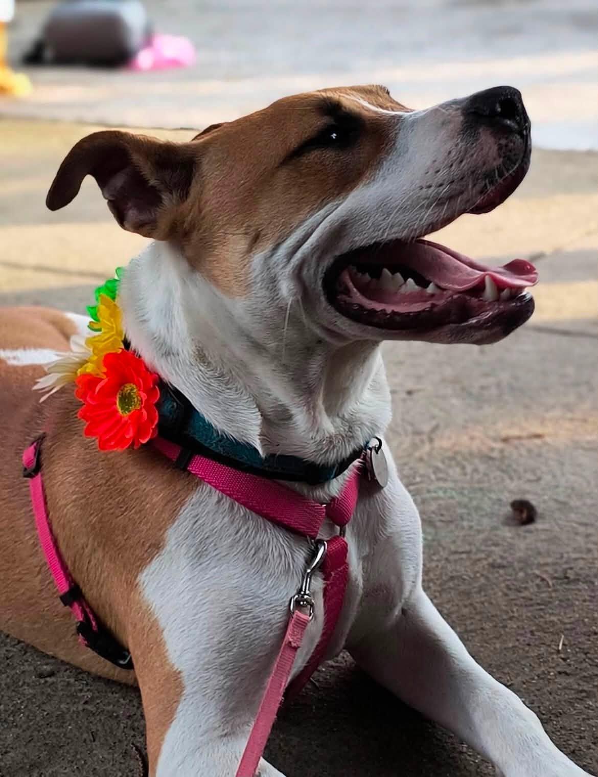 Clover, Adoptable, Young Female Mixed Breed.