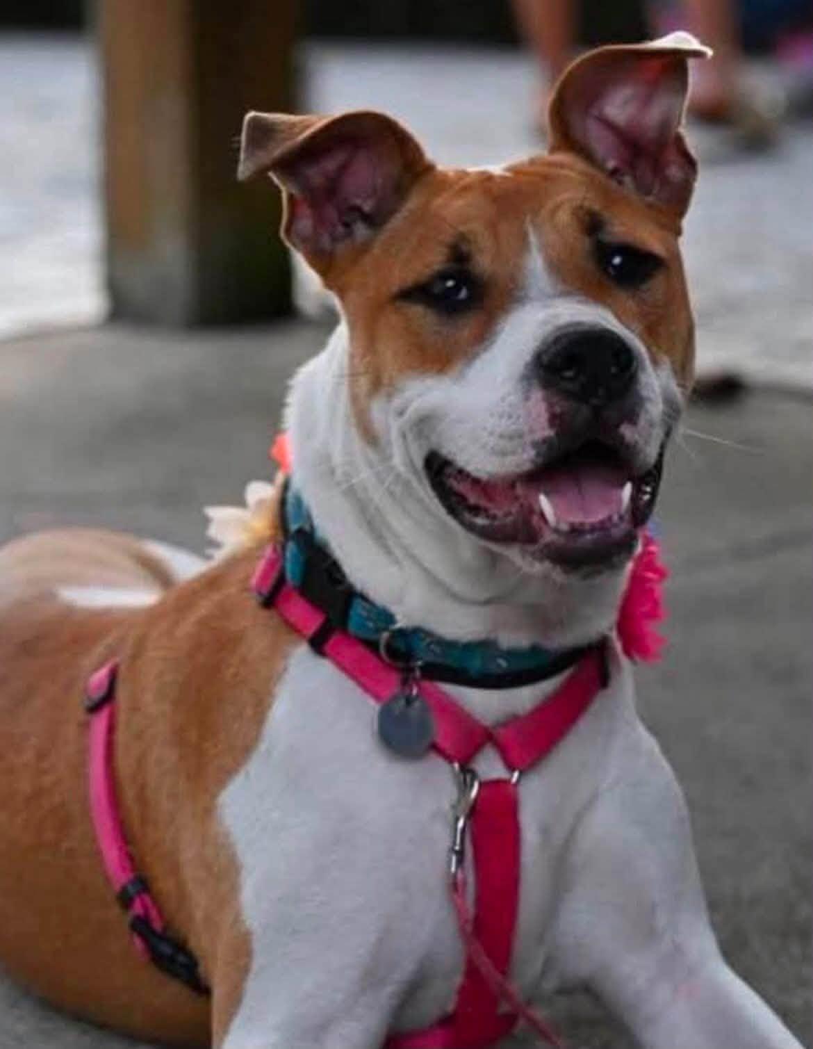 Enlarge Clover, a Adoptable mixed breed in Oregon, OH image 3/3