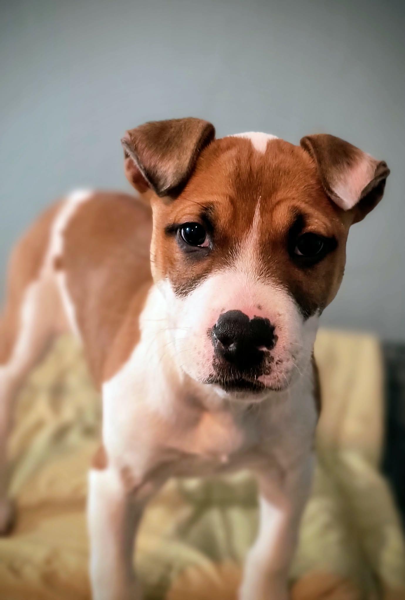 Enlarge Clover, a ADOPTABLE mixed breed in Oregon, OH image 3/3