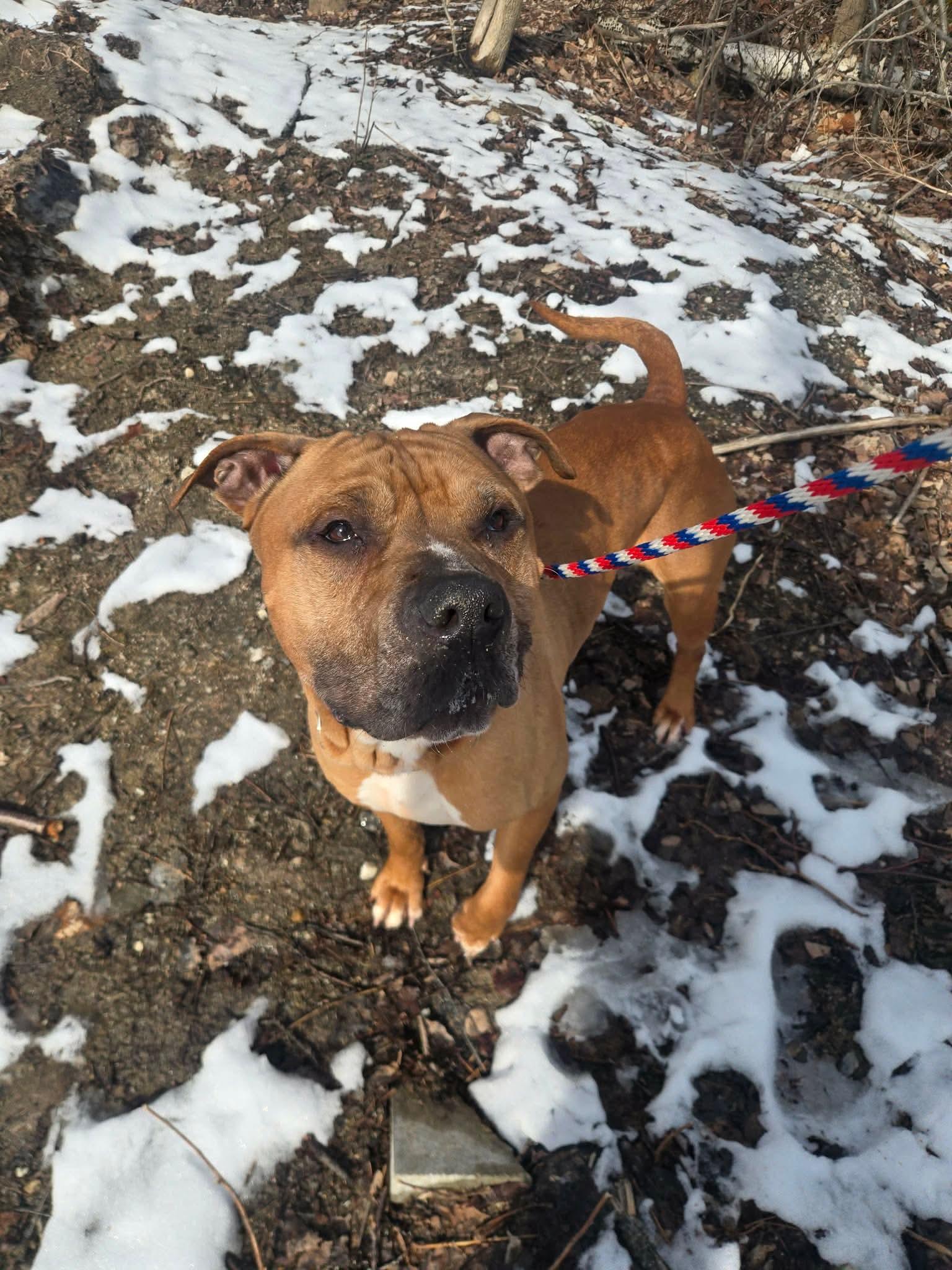 Enlarge Prince, a Adoptable mixed breed in Paris, ME image 3/3