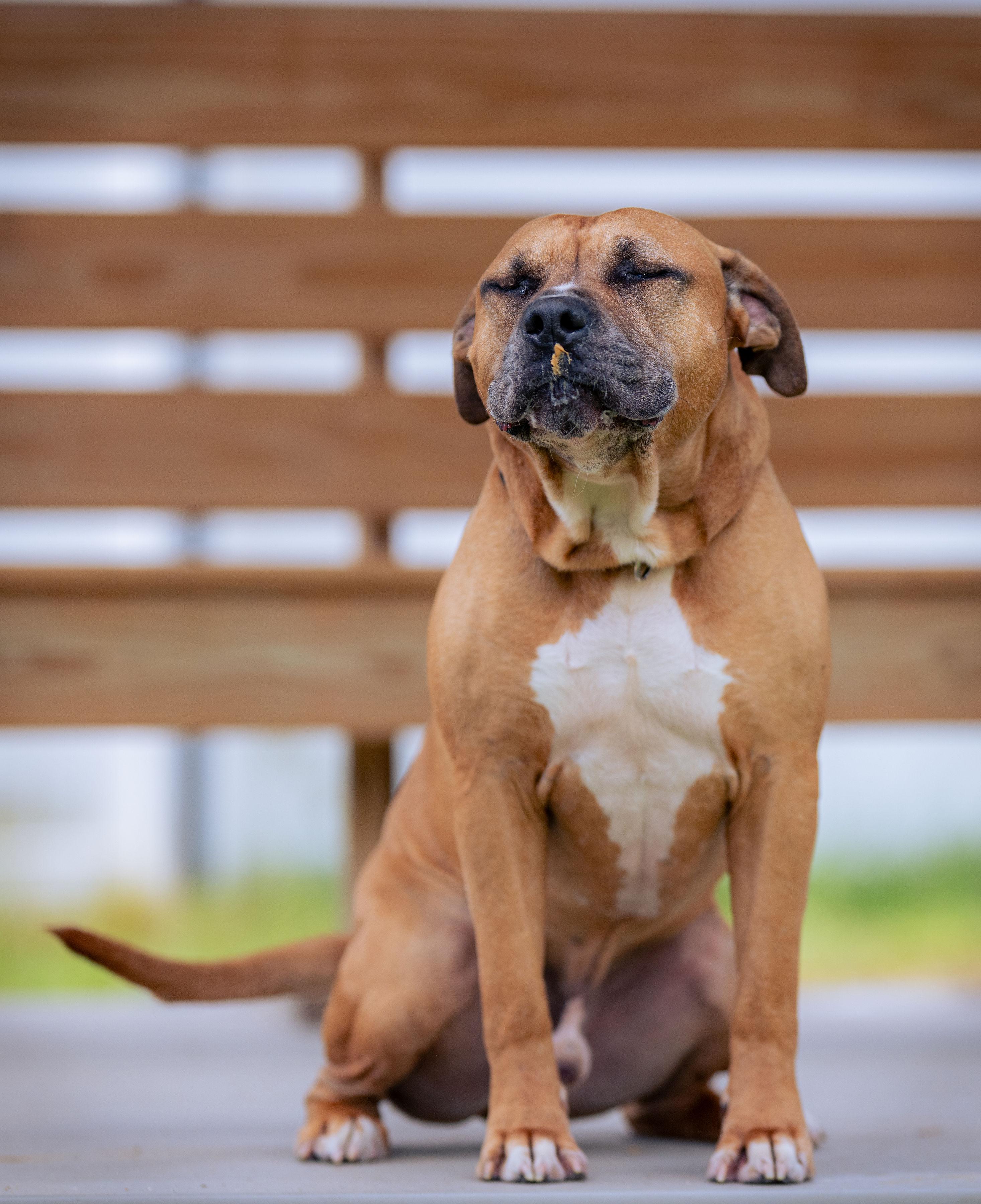 Prince, a Adoptable mixed breed in Paris, ME image 3/5