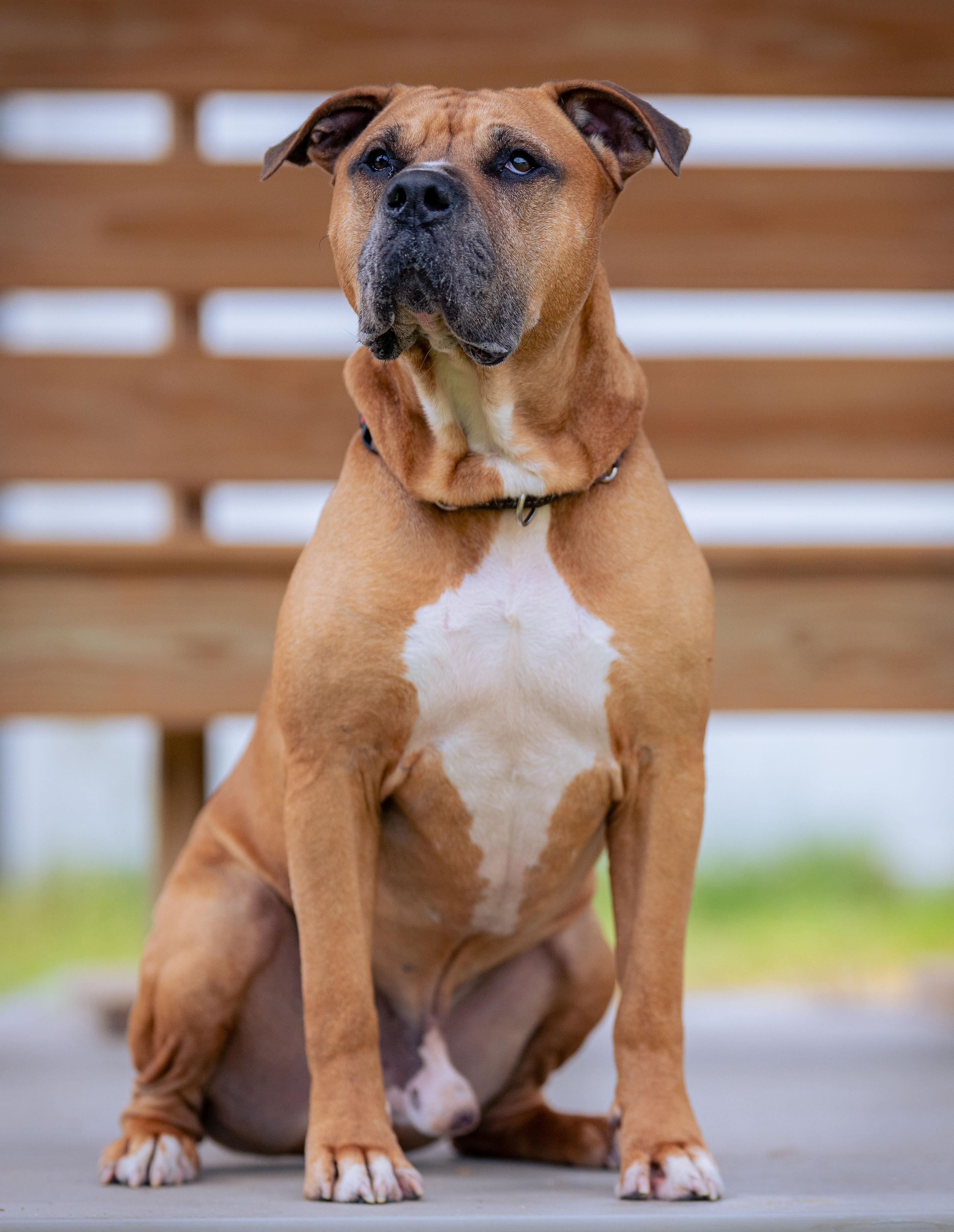 Prince, a Adoptable mixed breed in Paris, ME image 2/5