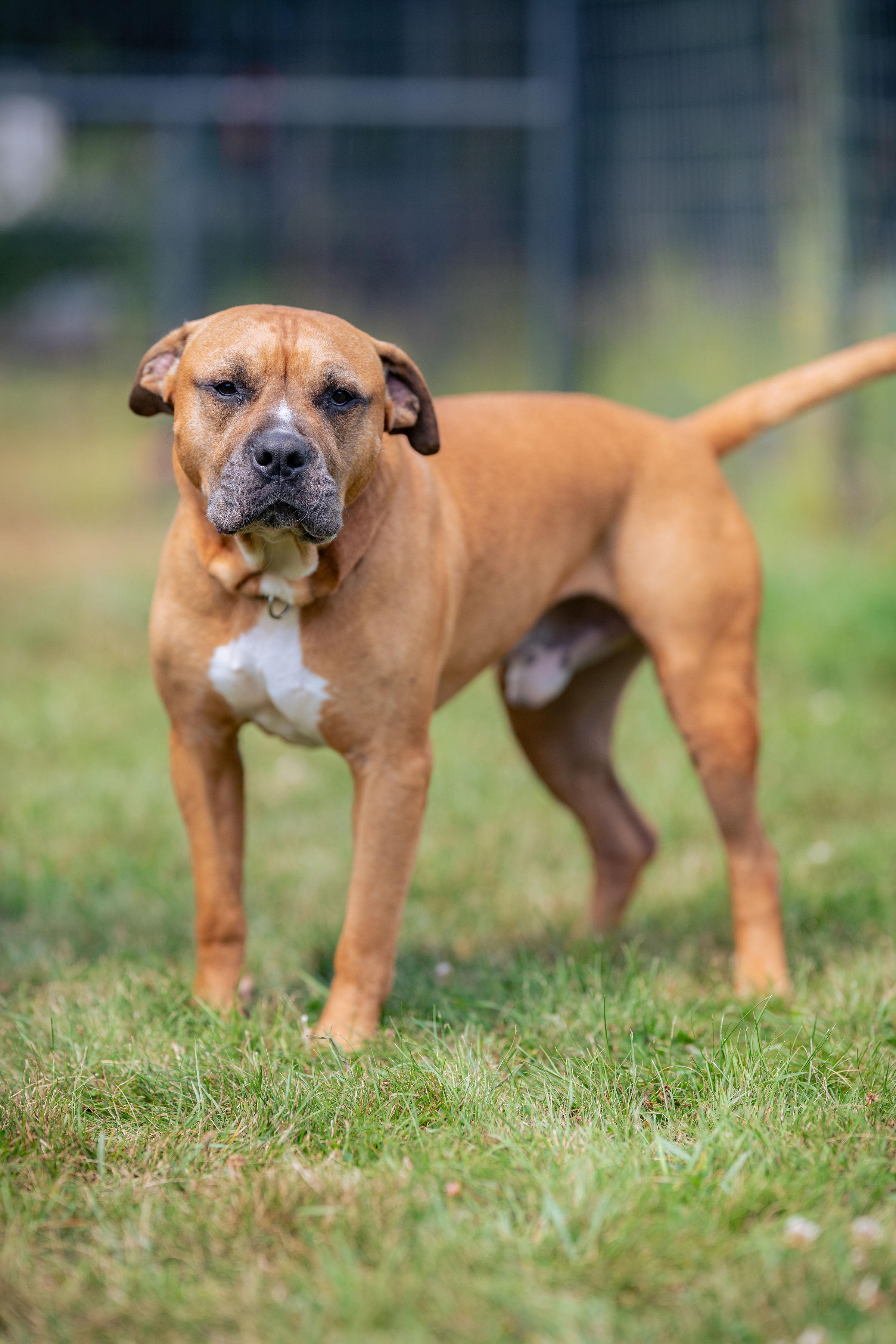 Prince, Adoptable, Adult Male Bullmastiff.