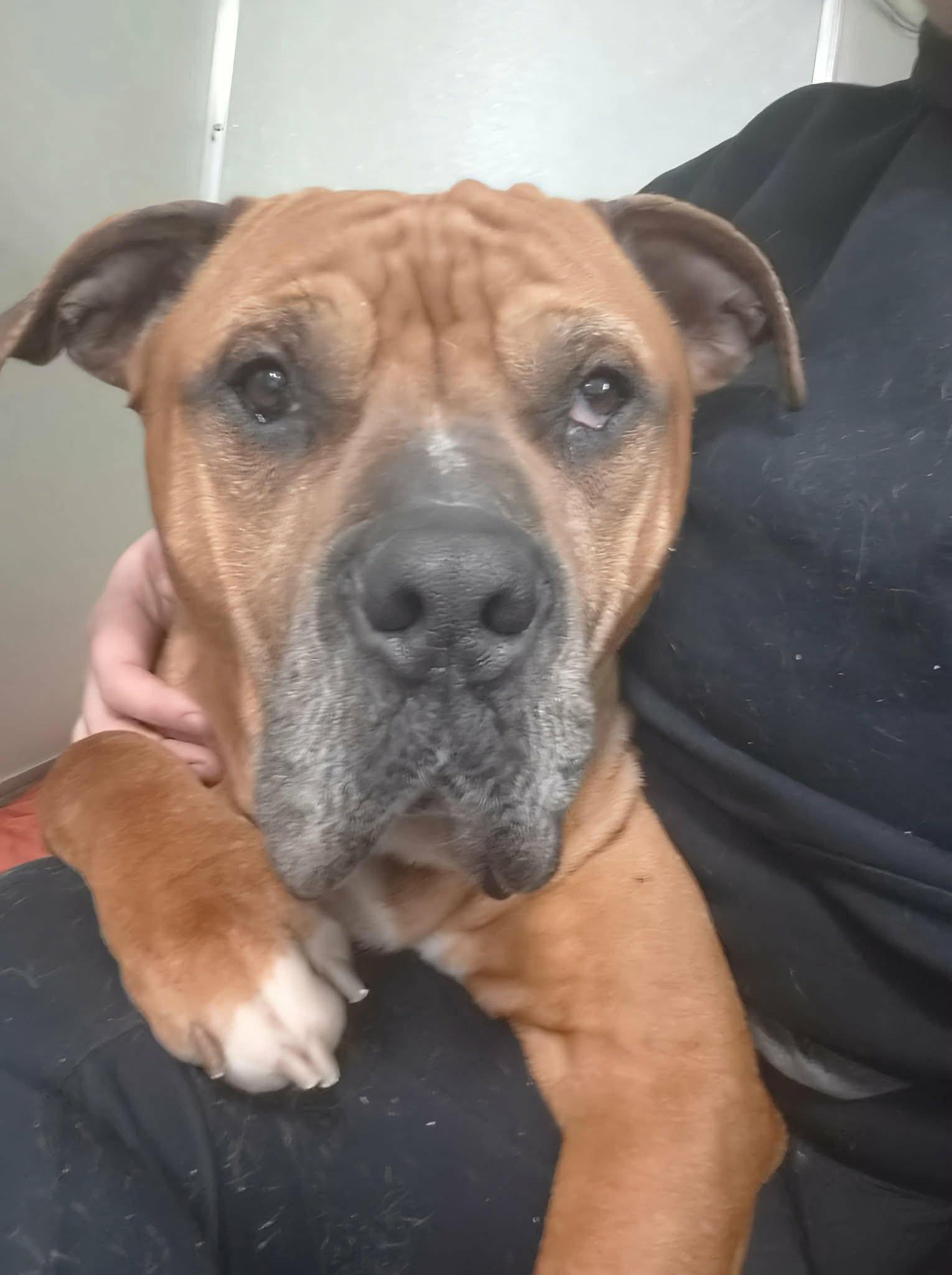 Enlarge Prince, a Adoptable mixed breed in Paris, ME image 2/3