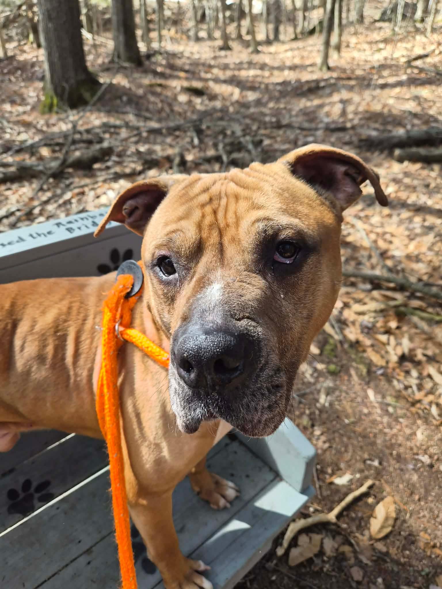 Prince, Adoptable, Adult Male Bullmastiff.