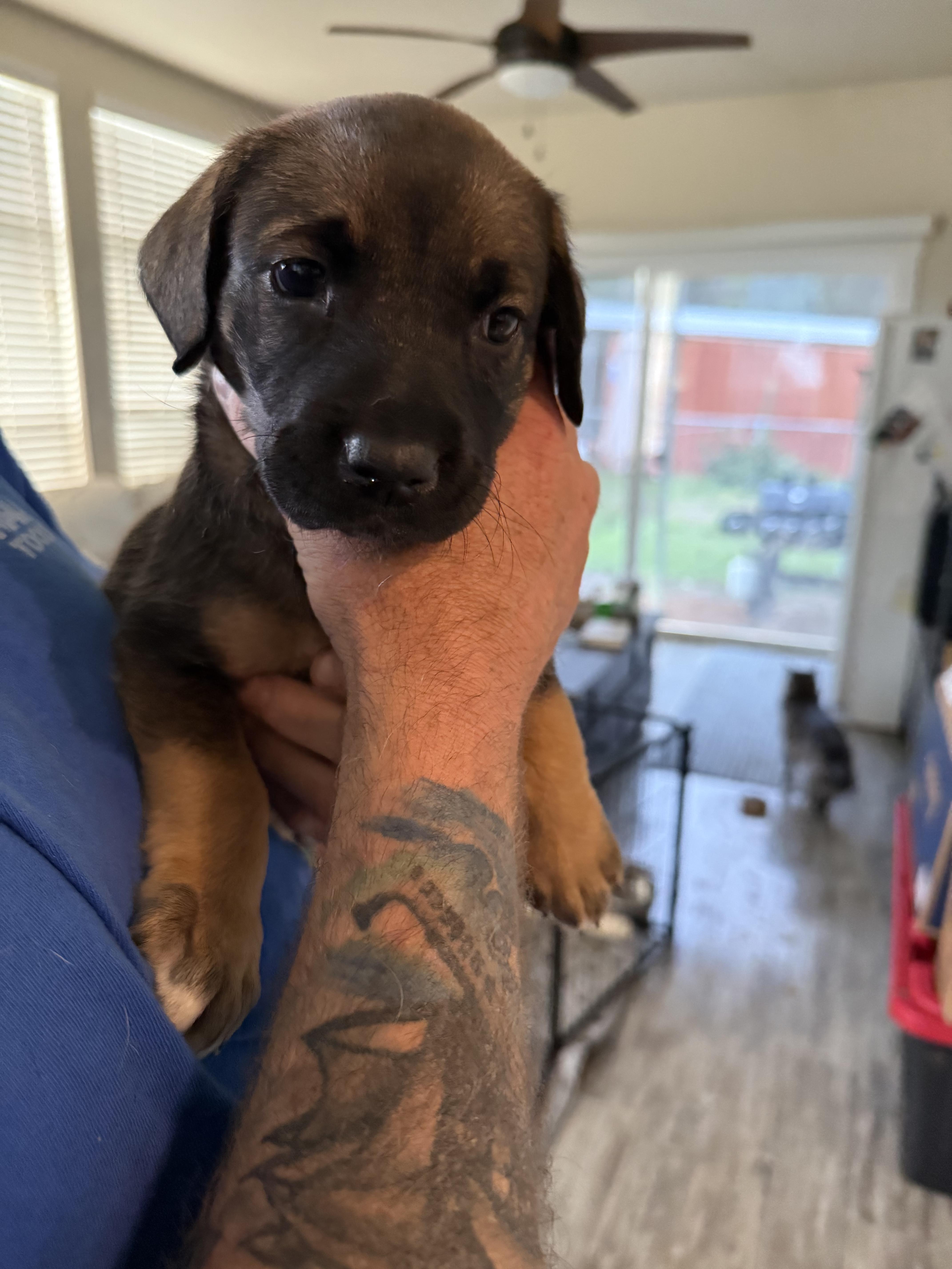 Ginger, a ADOPTABLE mixed breed in Penryn, CA image 1/3