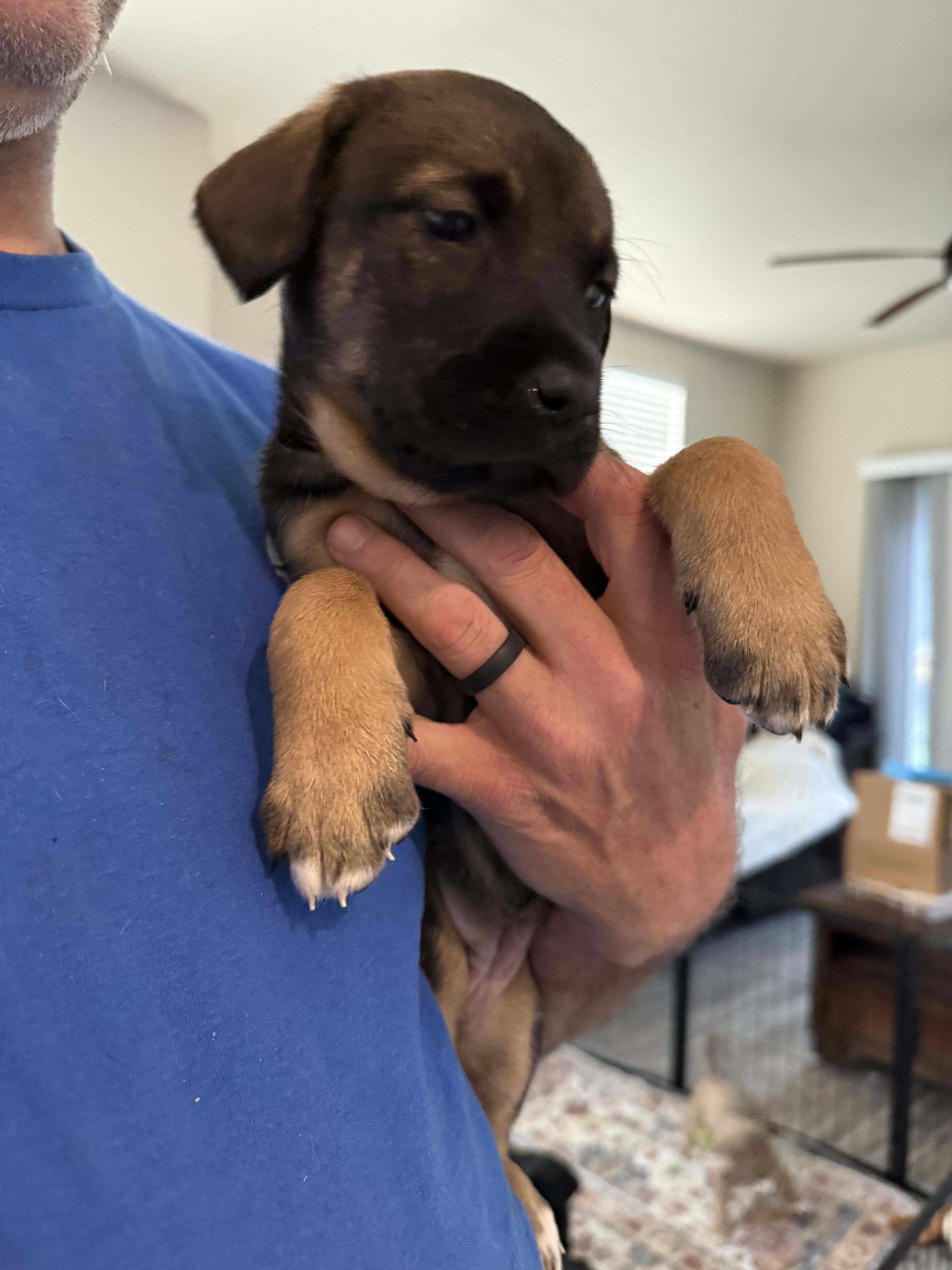 Ginger, a ADOPTABLE mixed breed in Penryn, CA image 3/3
