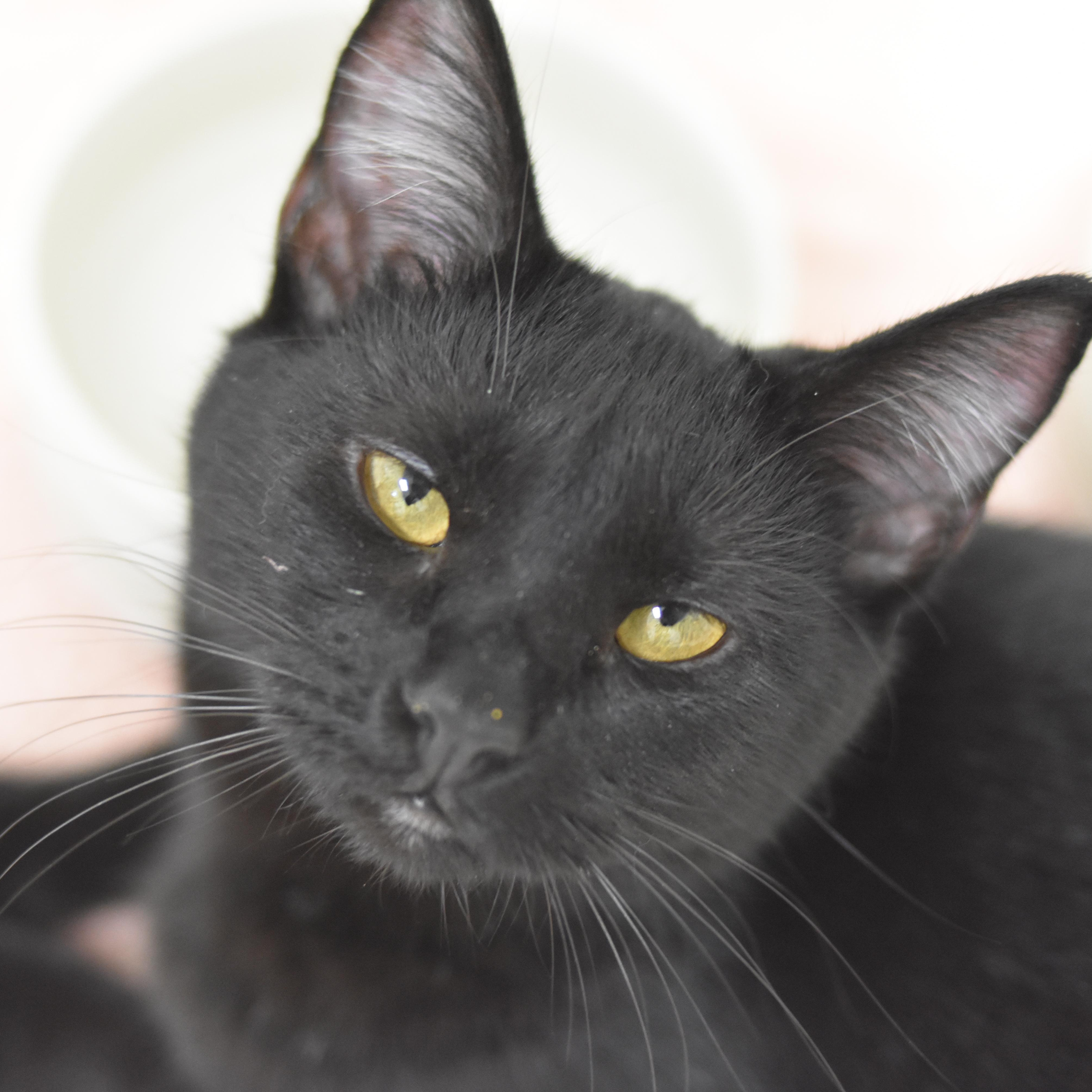 Raven, adoptable, Young Female Domestic Medium Hair.