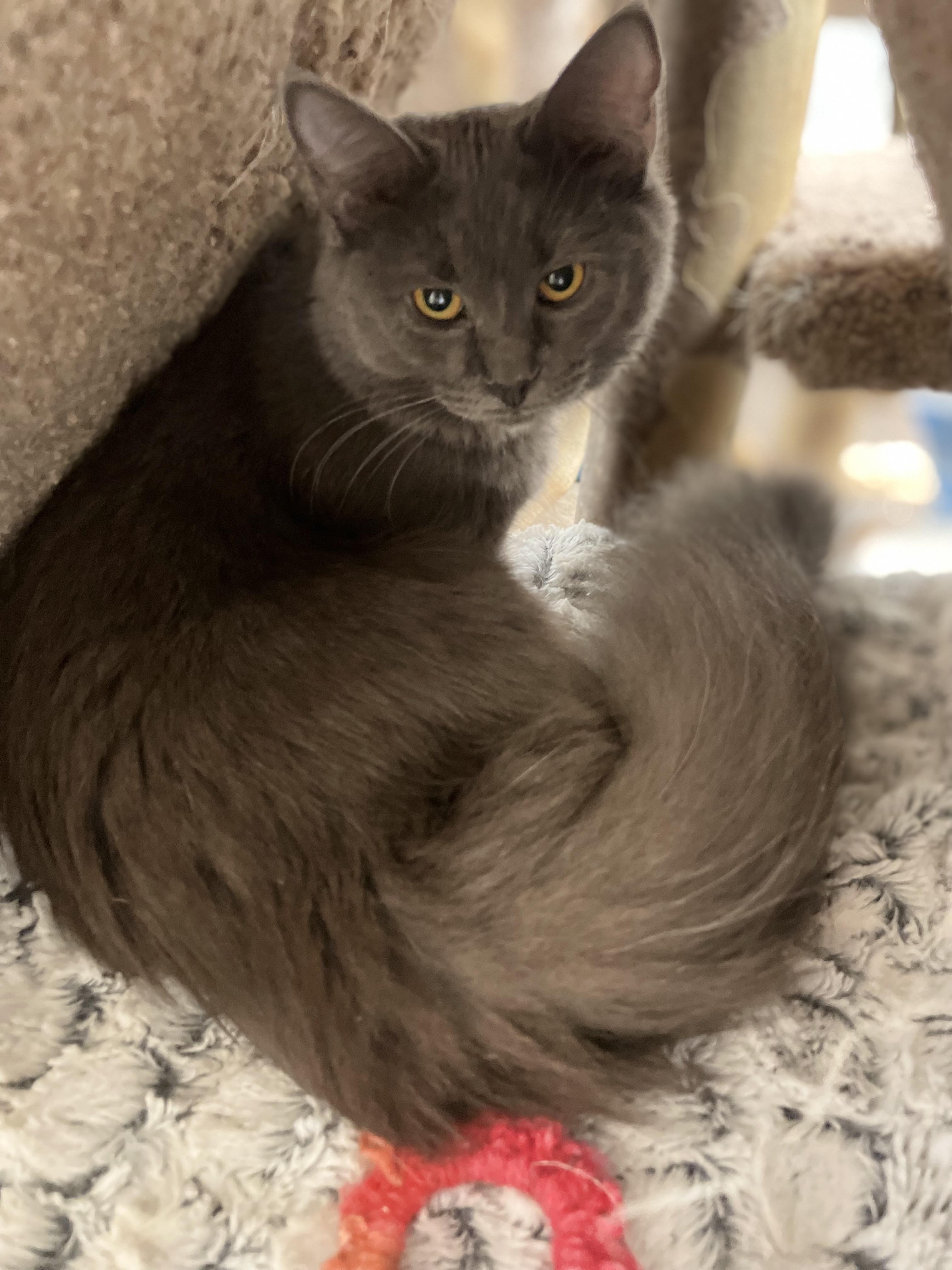 Raven and Jade, a Adoptable Domestic Medium Hair in Cincinnati, OH image 1/6