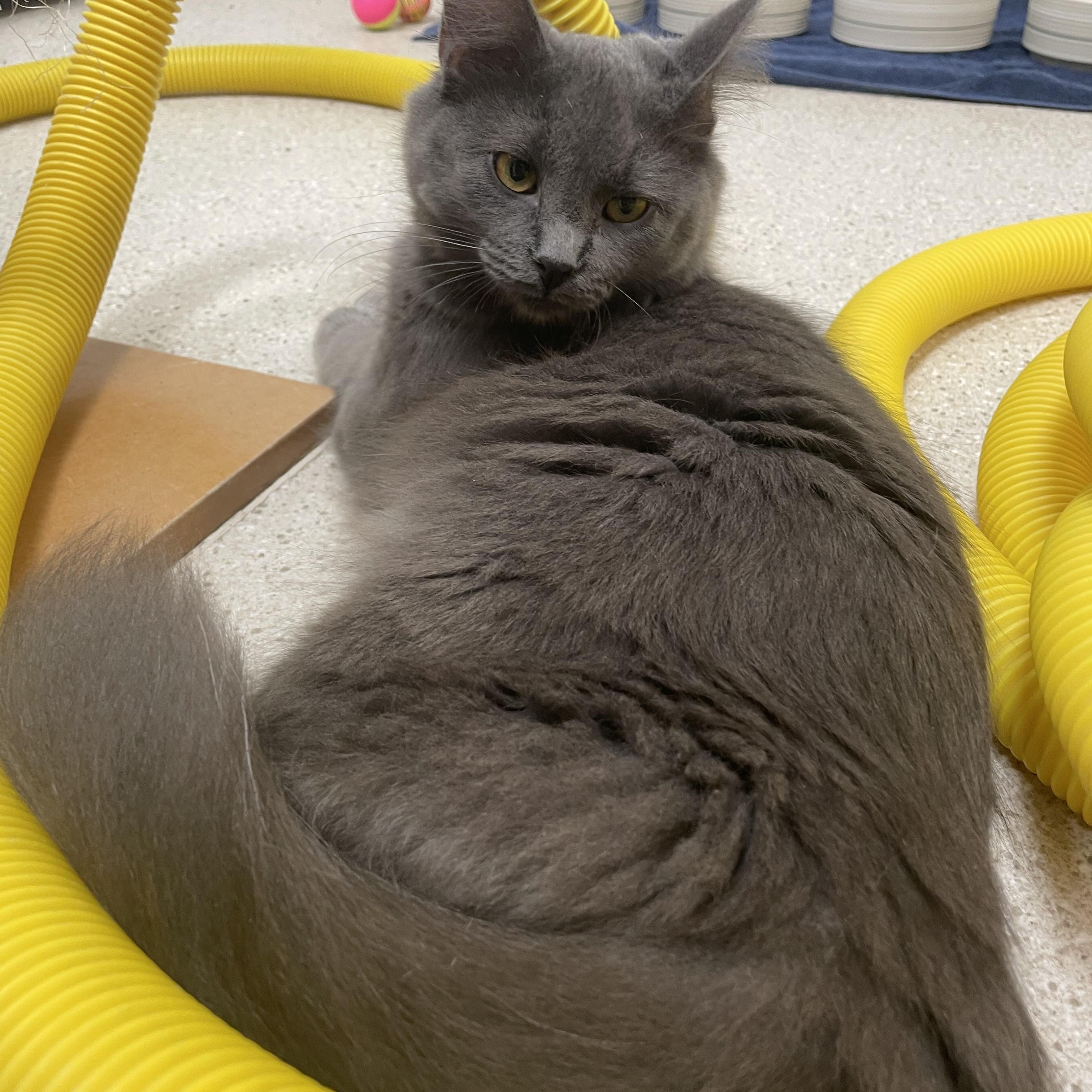 Raven and Jade, a Adoptable Domestic Medium Hair in Cincinnati, OH image 5/6