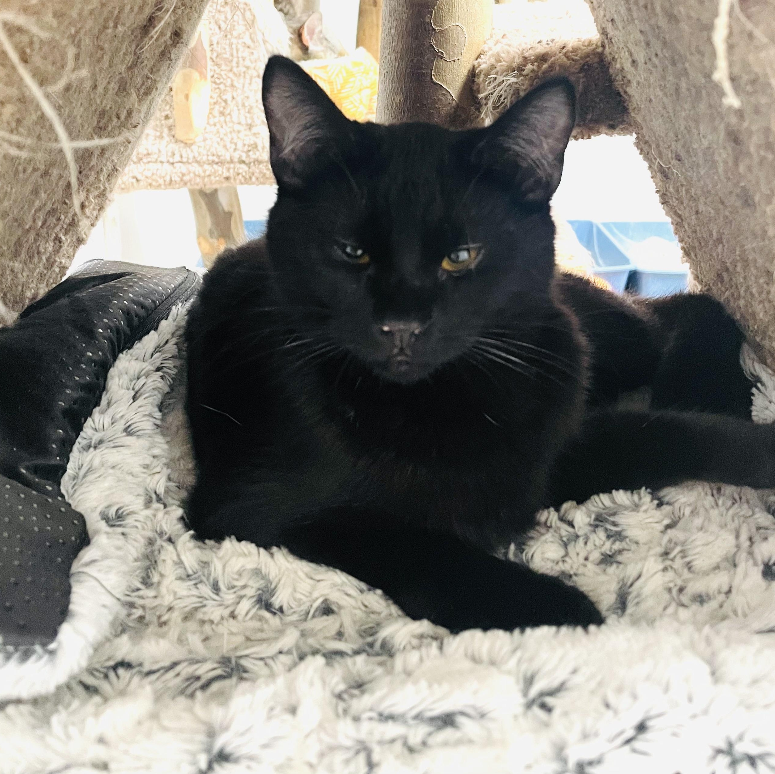 Raven and Jade, a Adoptable Domestic Medium Hair in Cincinnati, OH image 4/6