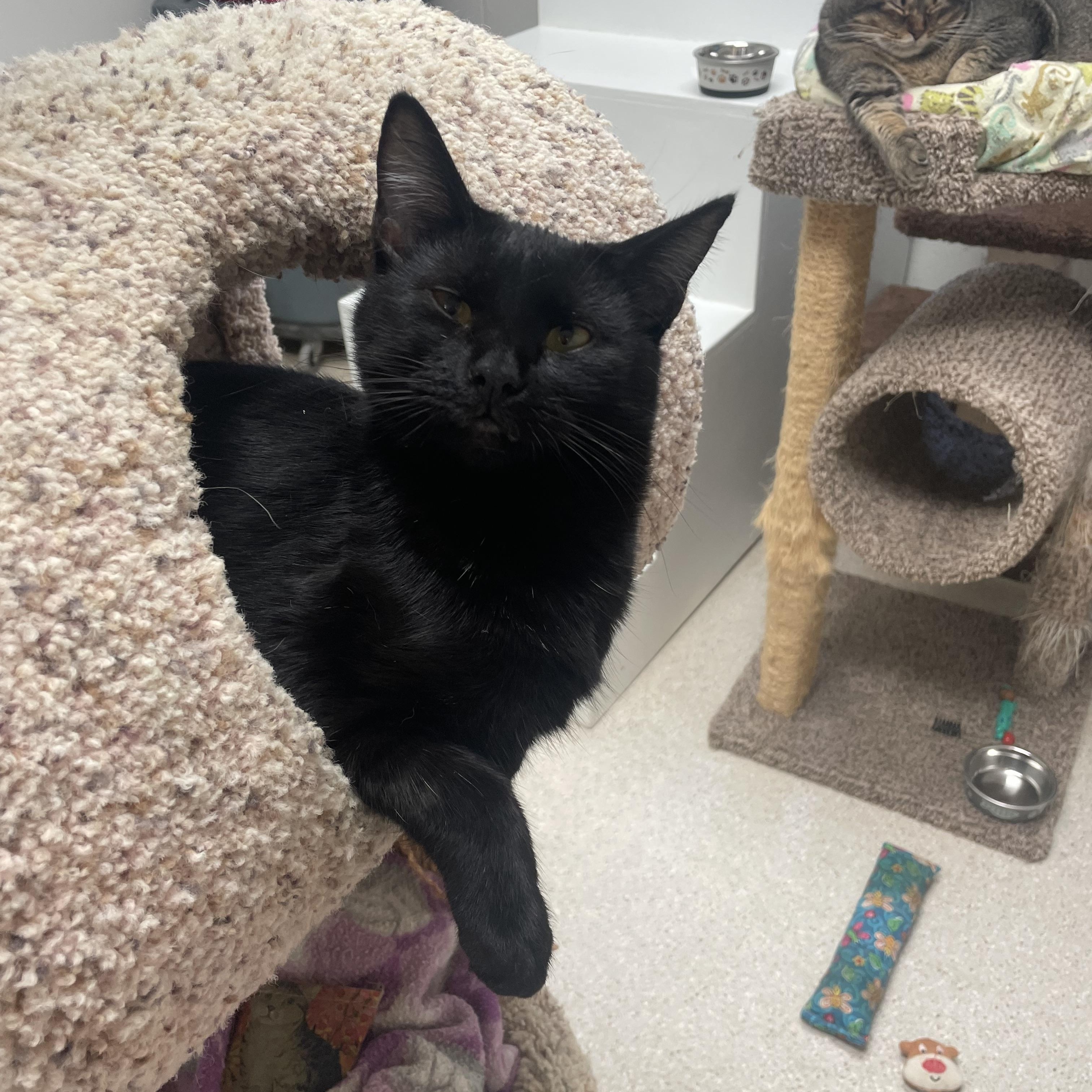 Raven, an adoptable Domestic Medium Hair in Cincinnati, OH image 5/5