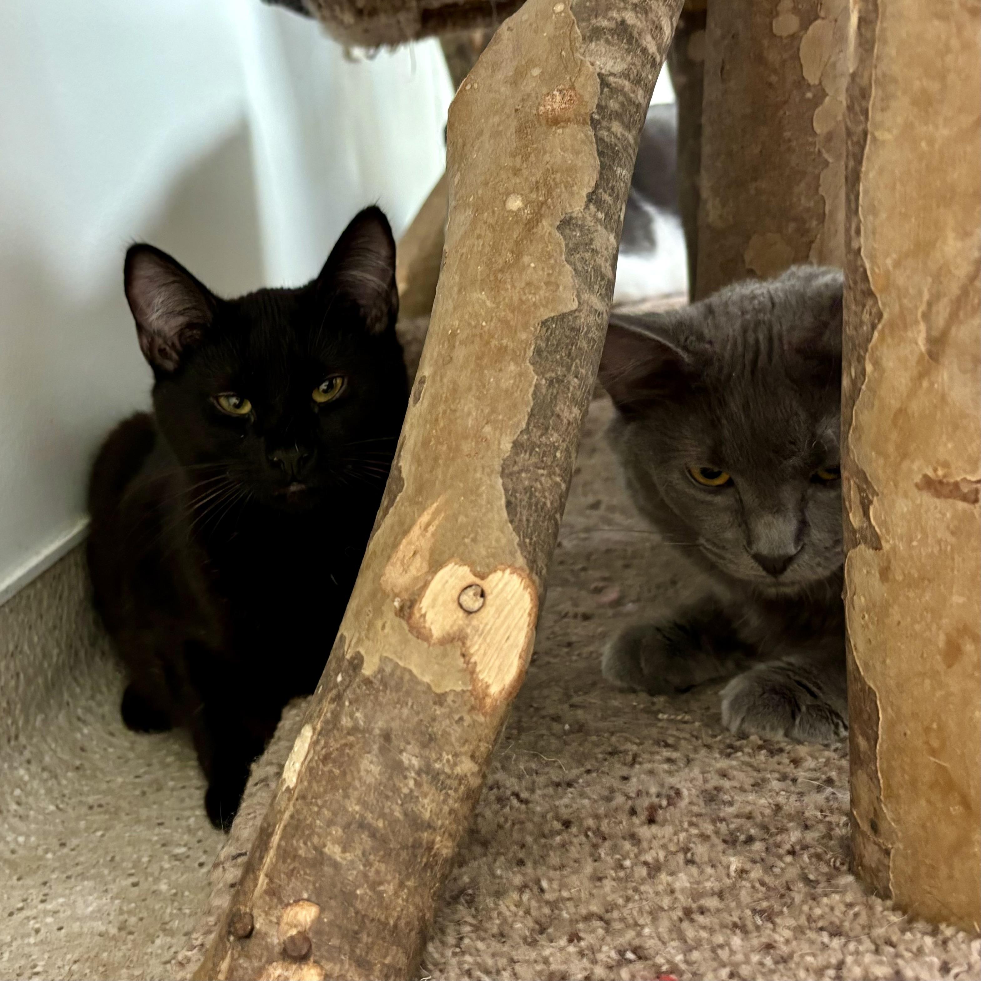 Raven and Jade, a Adoptable Domestic Medium Hair in Cincinnati, OH image 2/6