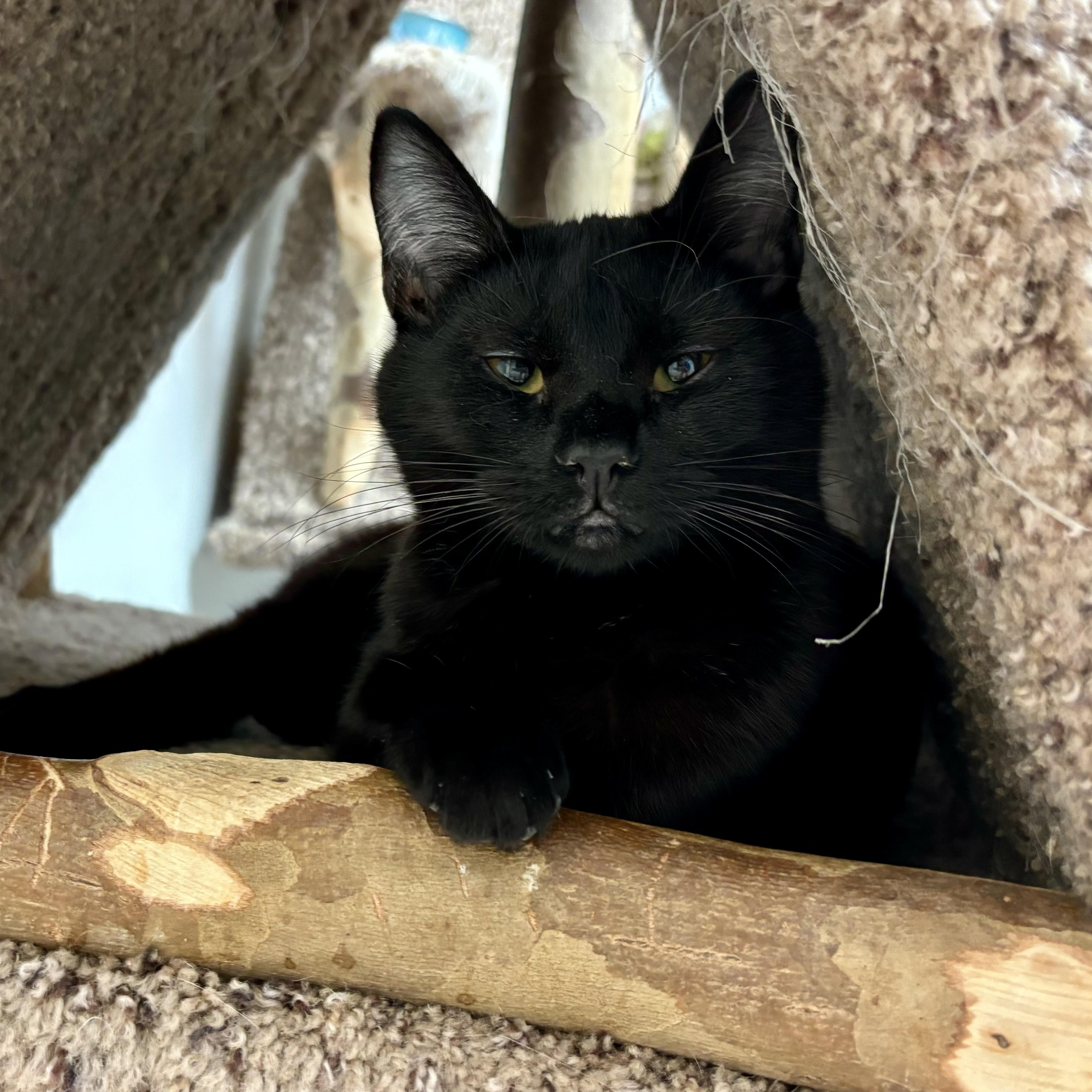 Raven and Jade, a Adoptable Domestic Medium Hair in Cincinnati, OH image 6/6