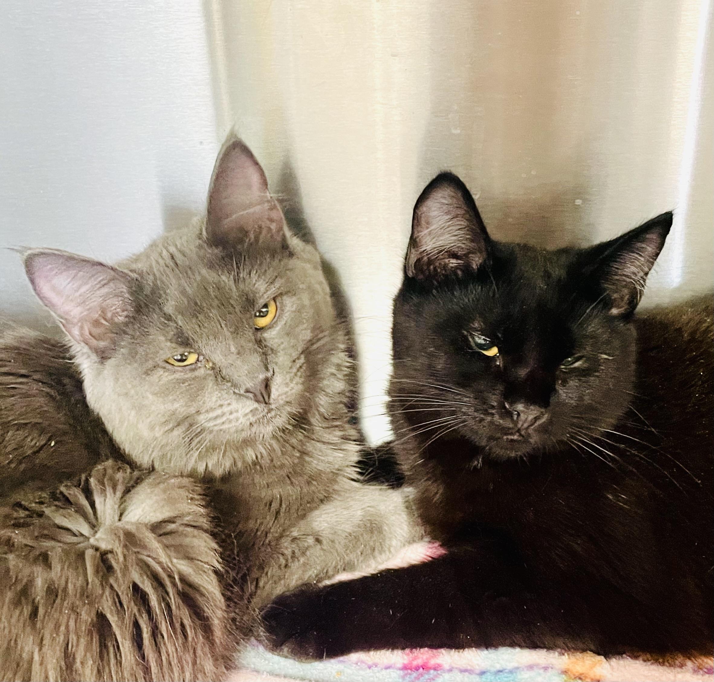 Raven and Jade, a Adoptable Domestic Medium Hair in Cincinnati, OH image 3/6