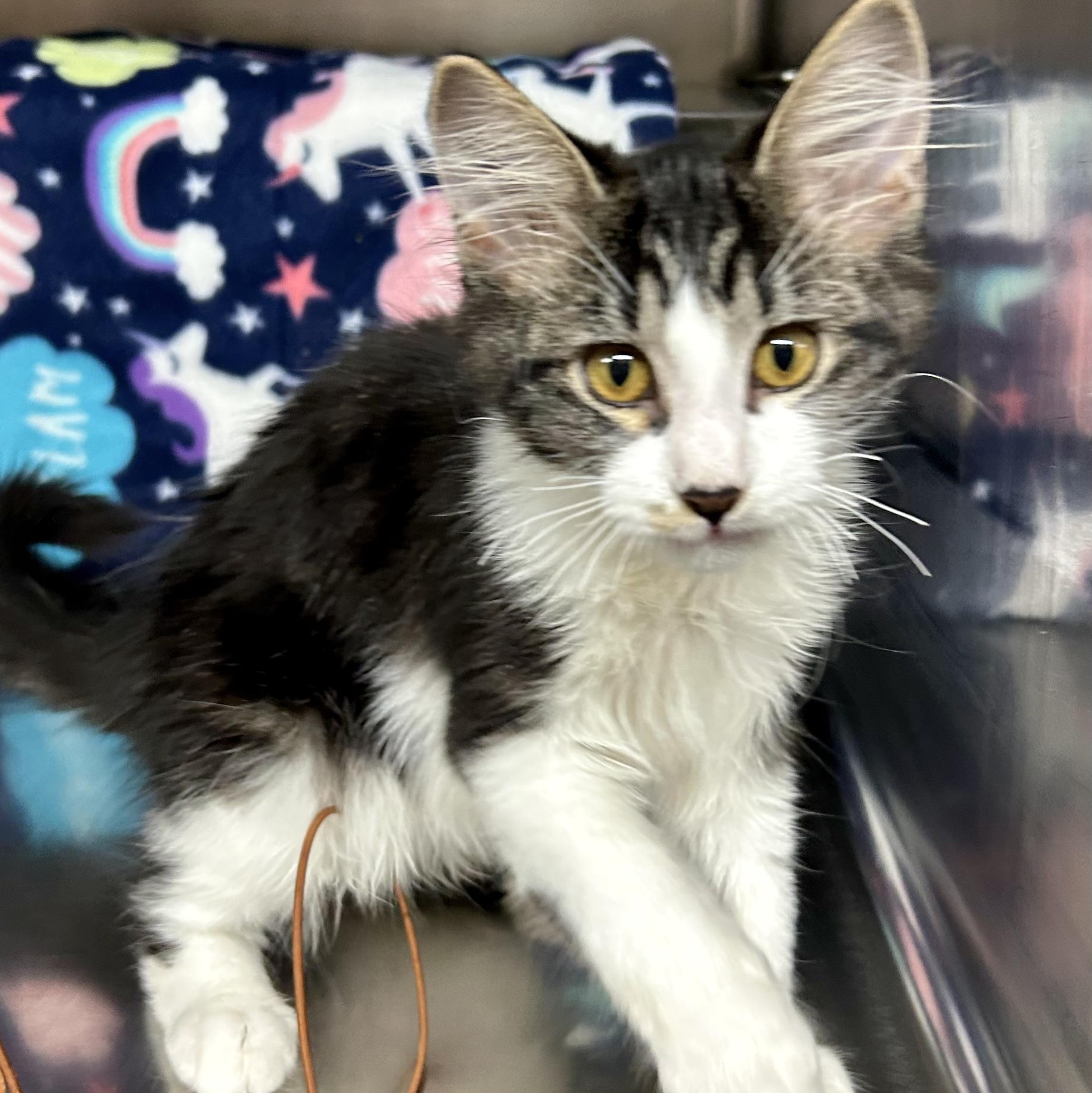 Enlarge Dean, a Adoptable Domestic Medium Hair in Crestwood, MO image 6/6