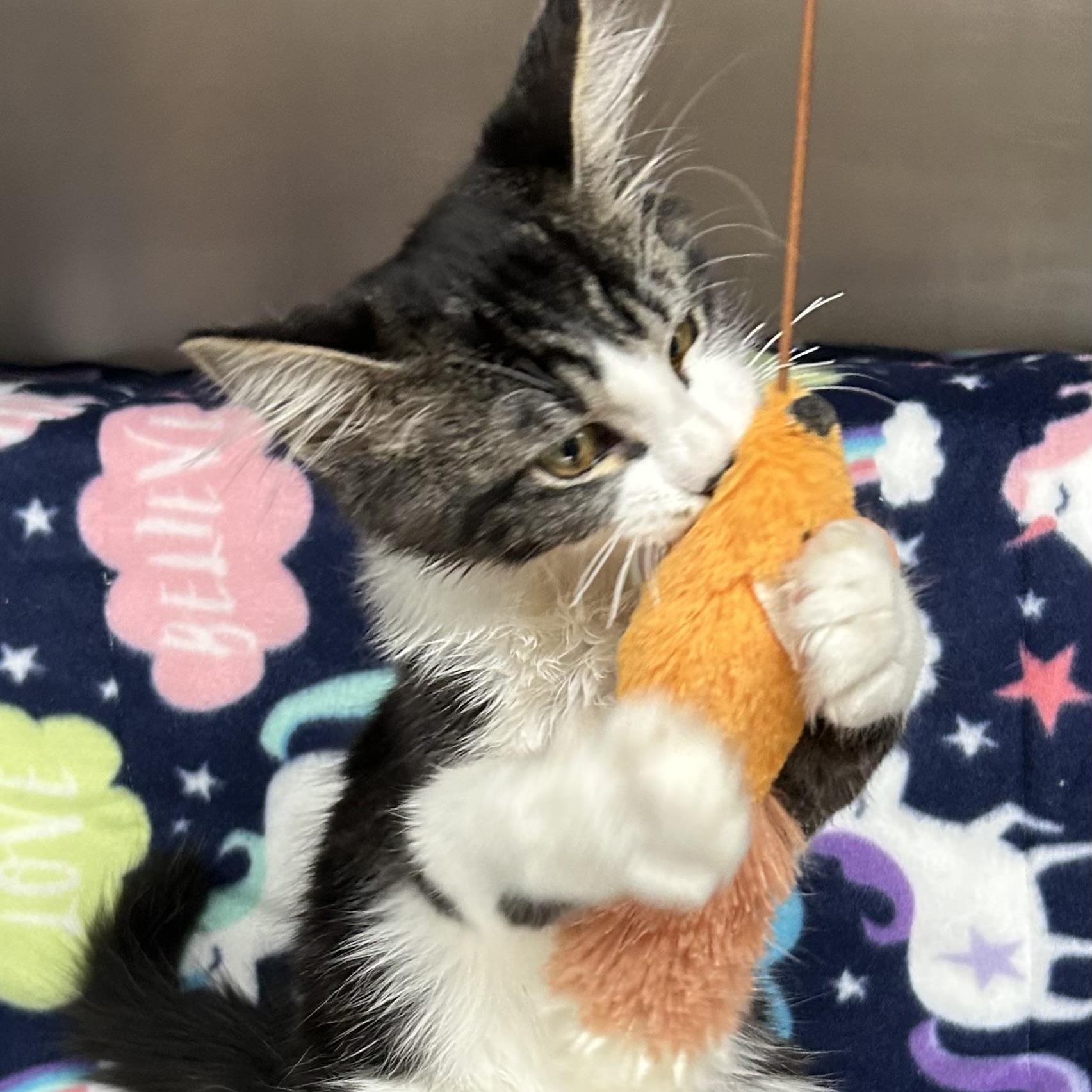 Enlarge Dean, a Adoptable Domestic Medium Hair in Crestwood, MO image 2/6