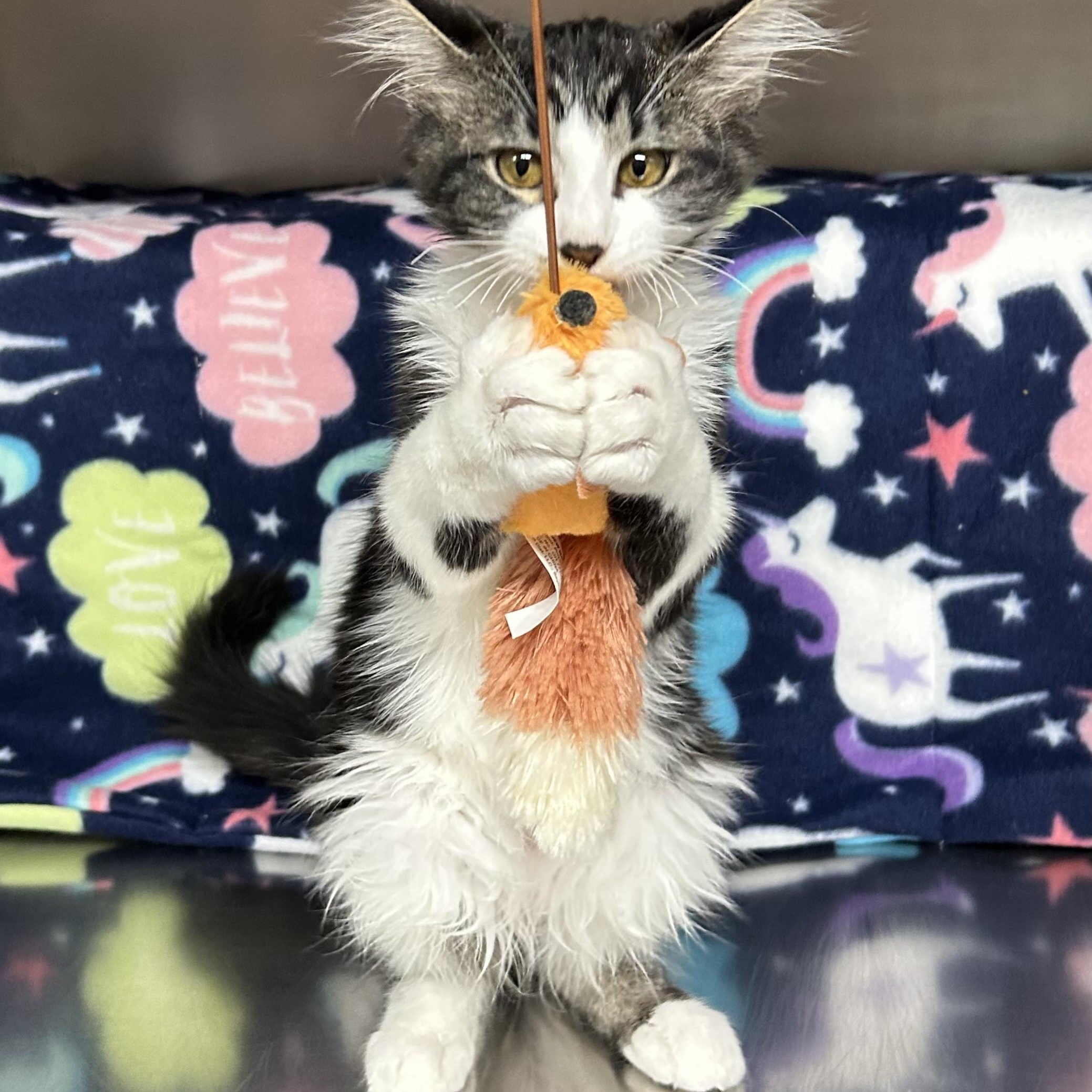 Enlarge Dean, a Adoptable Domestic Medium Hair in Crestwood, MO image 5/6