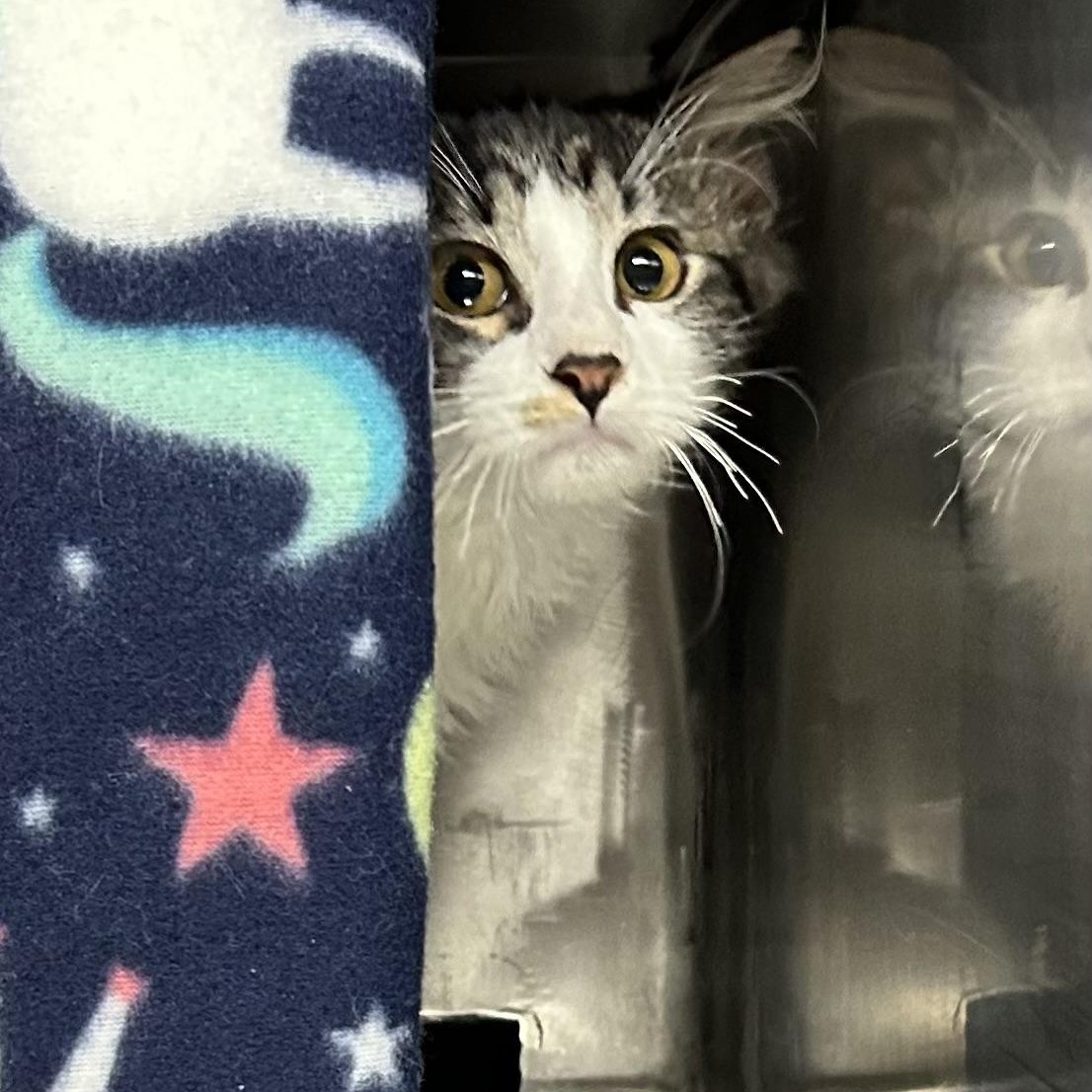 Dean, Adoptable, Kitten Male Domestic Medium Hair.
