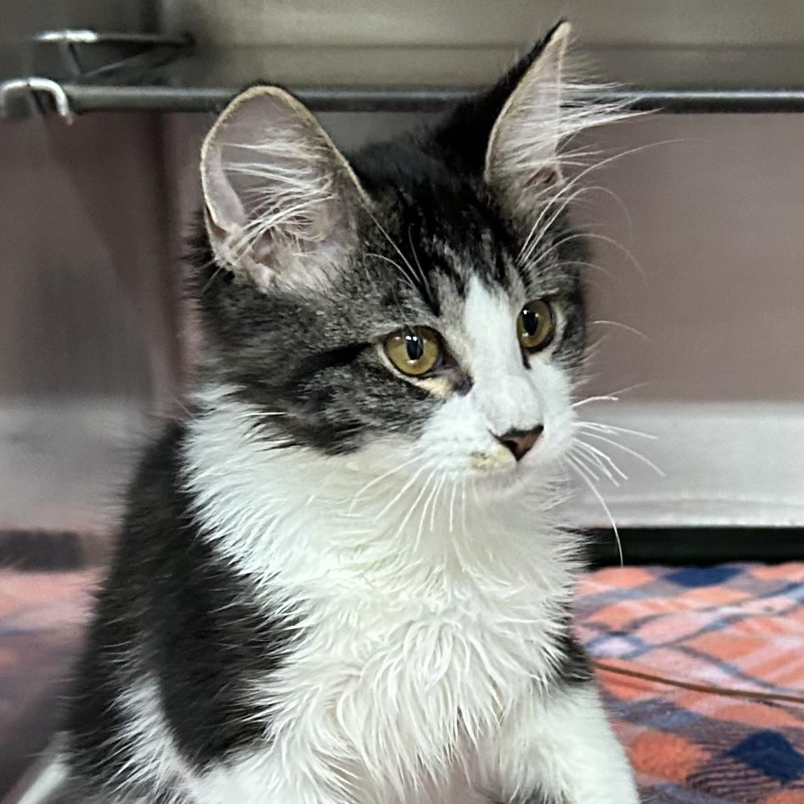Enlarge Dean, a Adoptable Domestic Medium Hair in Crestwood, MO image 3/6