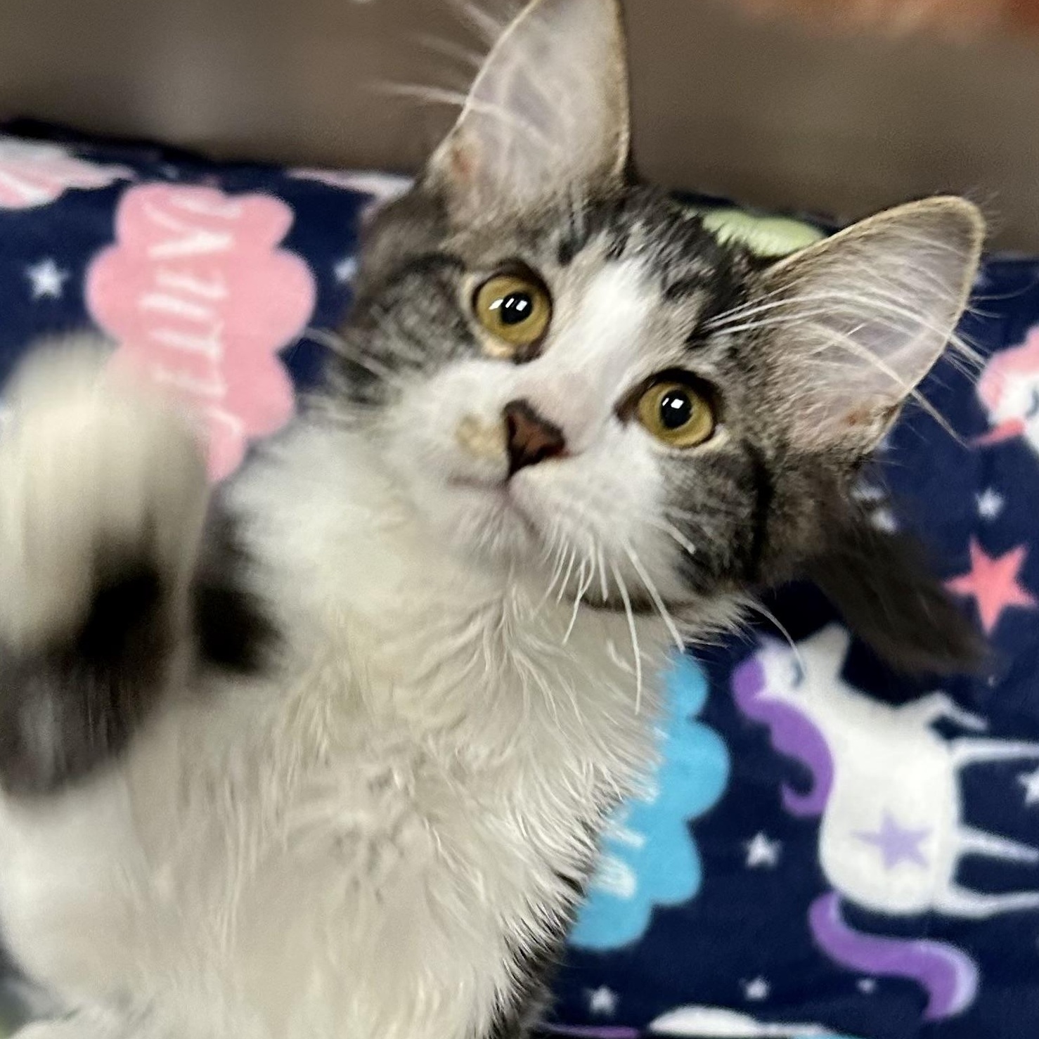 Enlarge Dean, a Adoptable Domestic Medium Hair in Crestwood, MO image 4/6