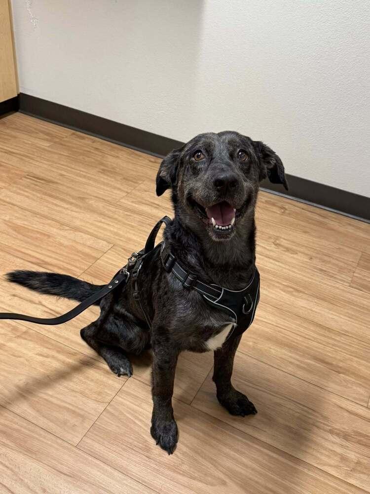 Smokey, a Adoptable mixed breed in Colorado Springs, CO image 1/6