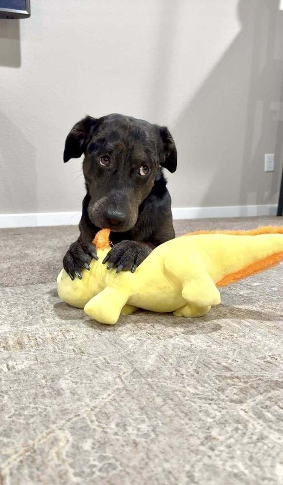 Smokey, a Adoptable mixed breed in Colorado Springs, CO image 3/6
