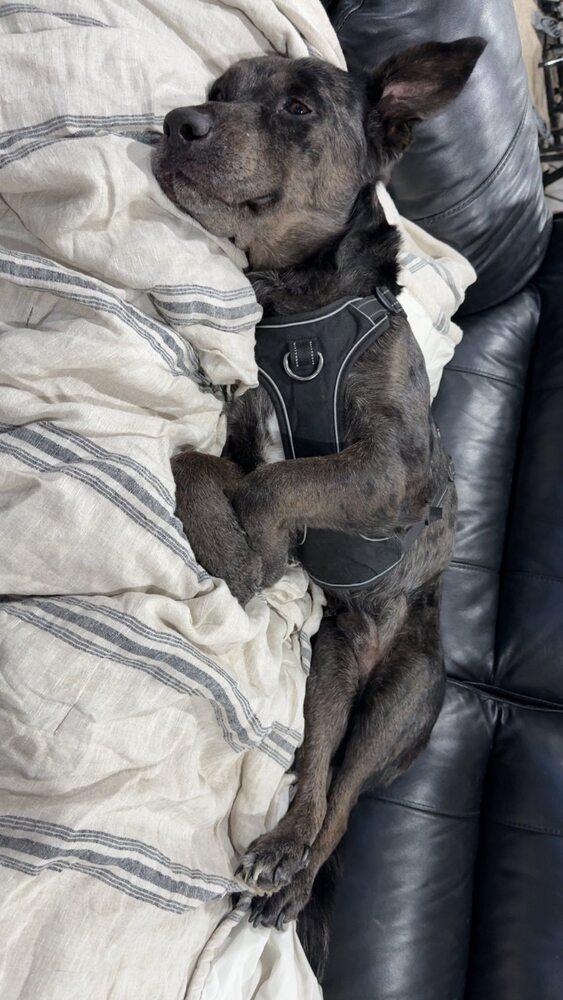 Smokey, a Adoptable mixed breed in Colorado Springs, CO image 4/6